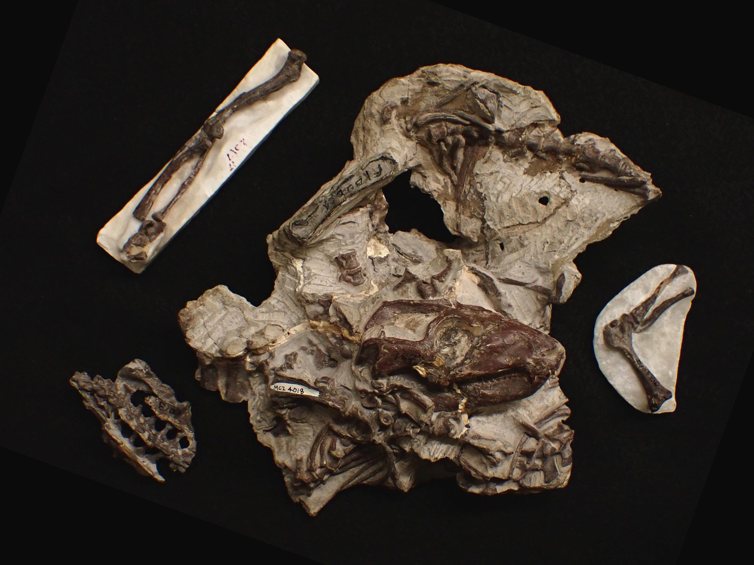 Fossil-of-Massetognathus-scaled.jpg