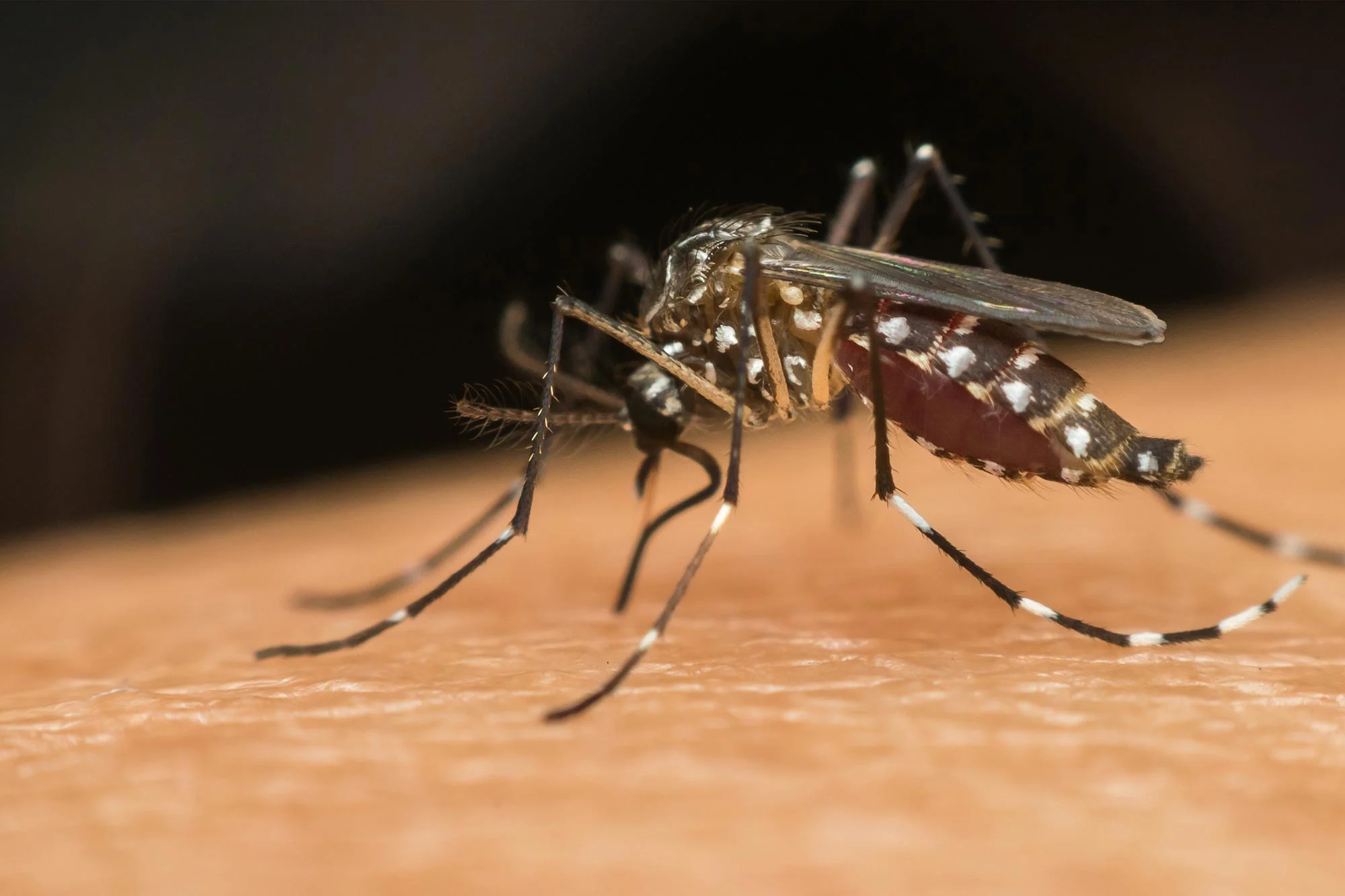 Mosquito-Aedes-Aegypti-on-Human-Skin.webp
