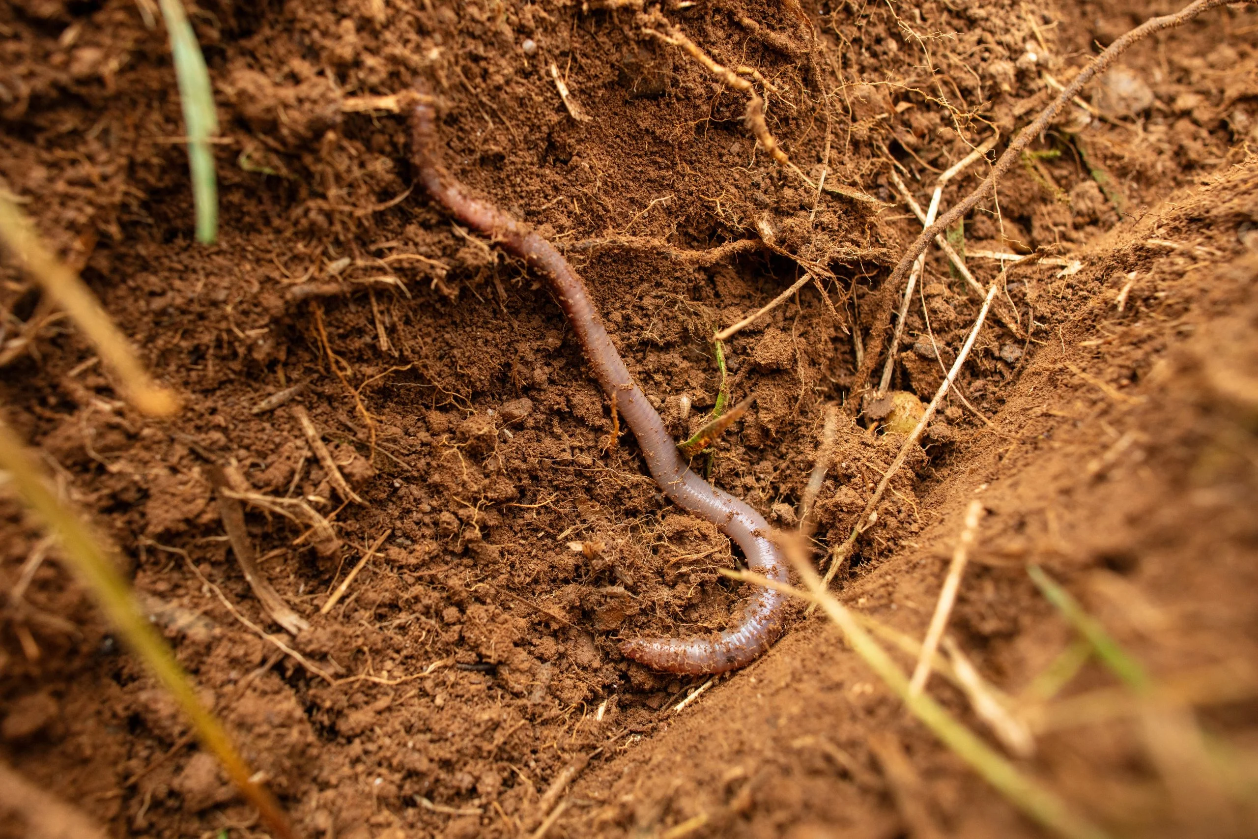 Bio-Based-Fibers-and-Earthworms-scaled.jpg