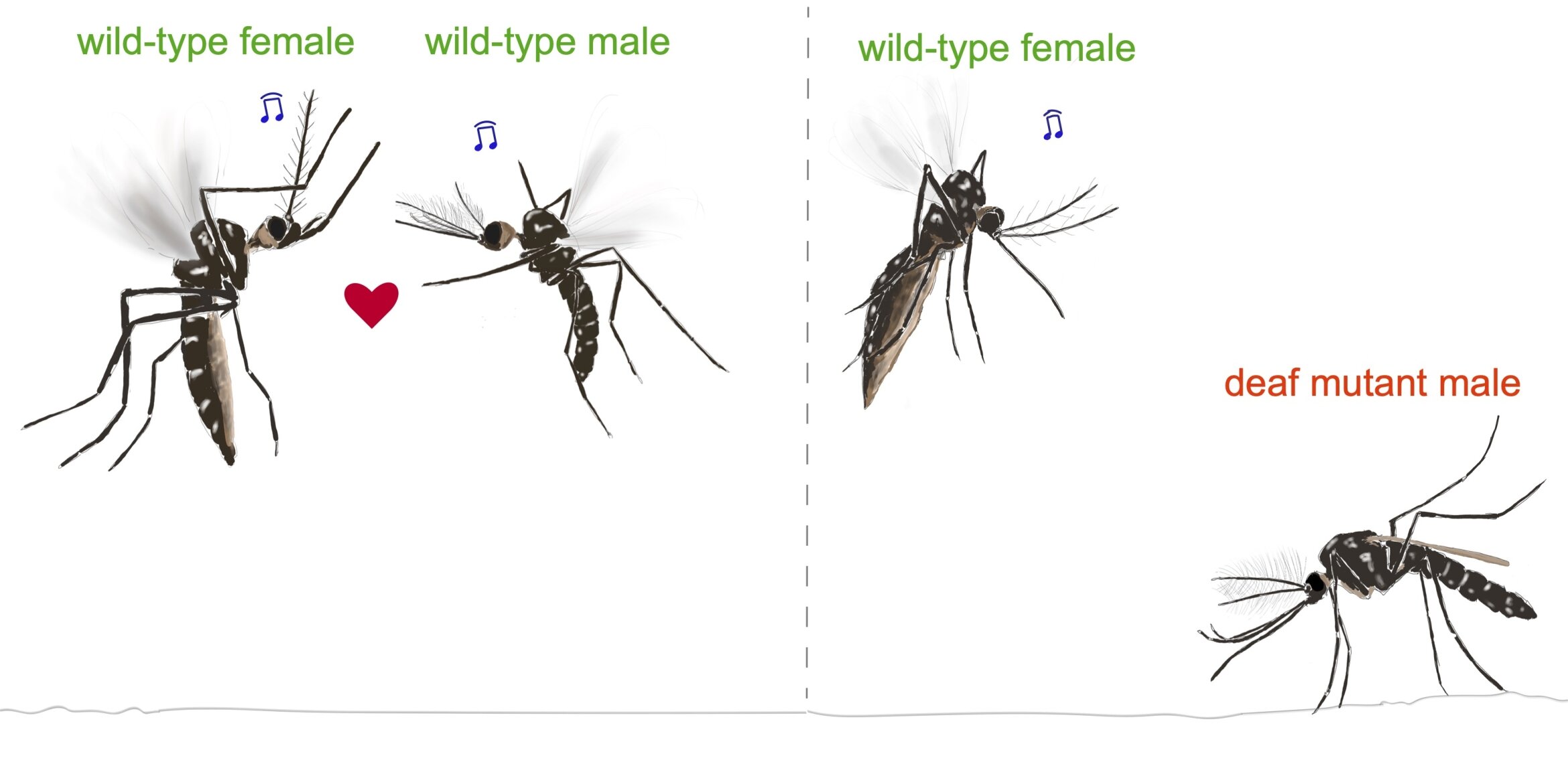 deaf-male-mosquitoes-d-1.jpg