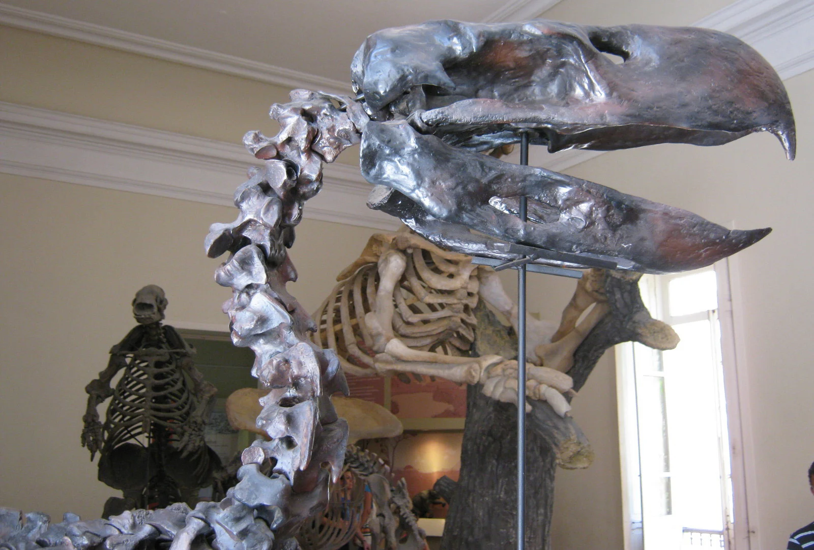 Paraphysornis.jpg