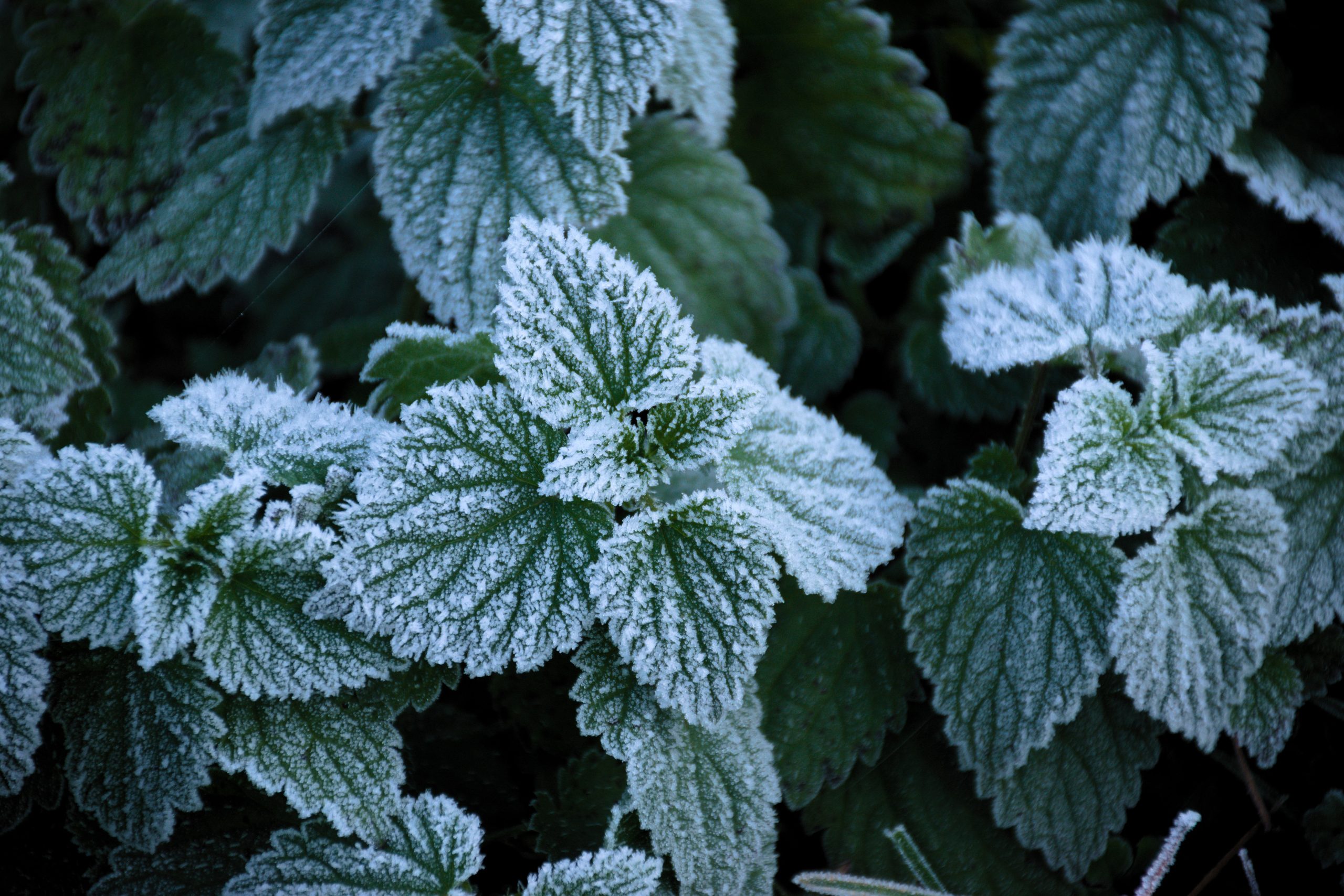 Frost-on-Leaves-scaled.jpg