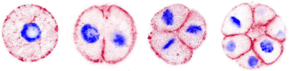 Multicellular-Development-of-the-Ichthyosporean-Chromosphaera-perkinsii.jpg