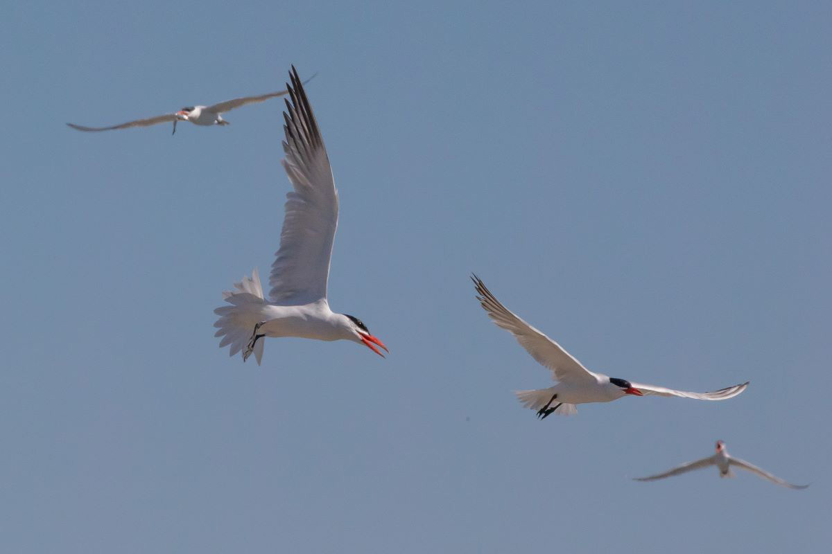 Flying-Caspian-Terns.jpg