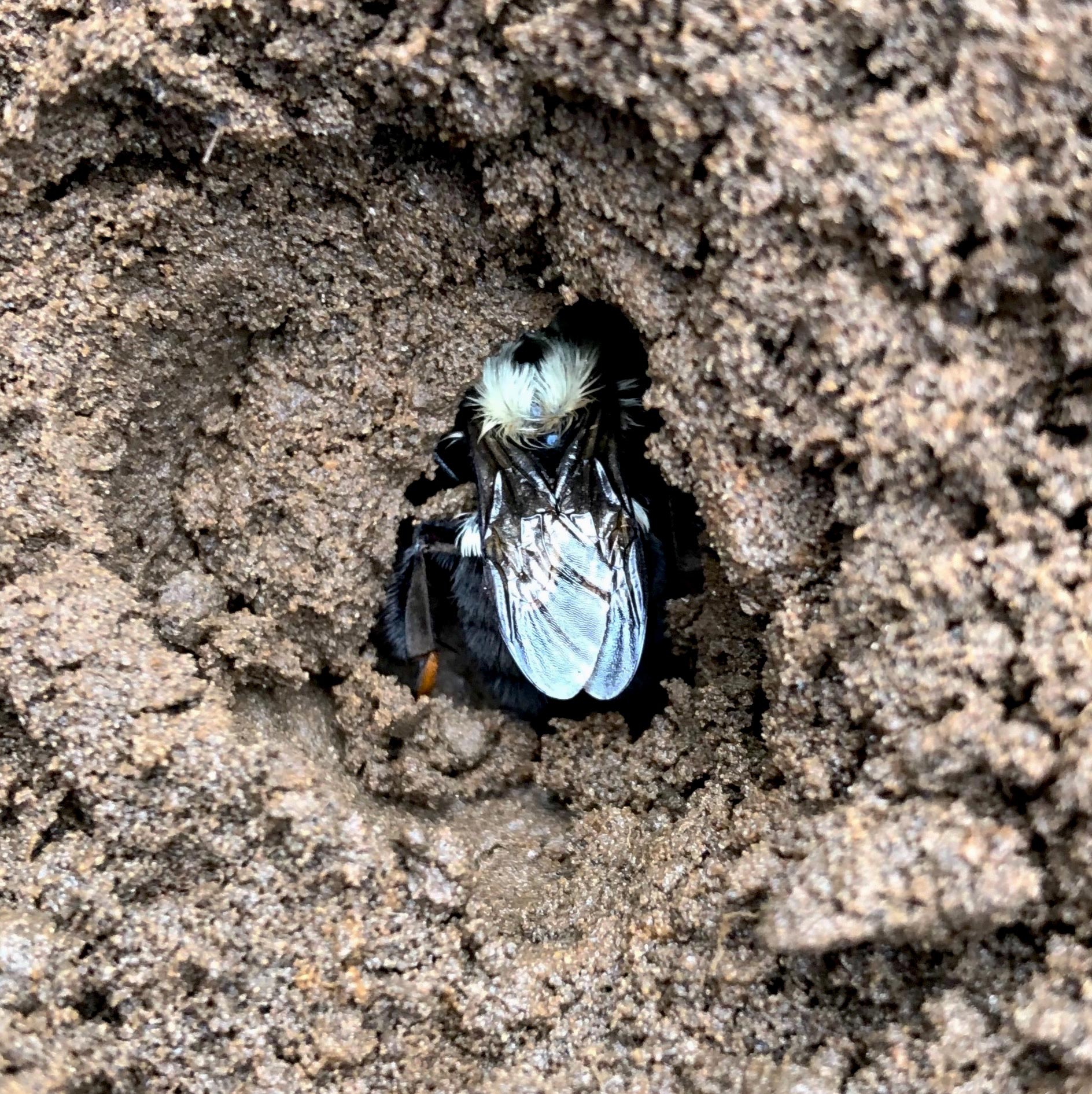 Bumblebees-Hibernating-Undeground.jpg