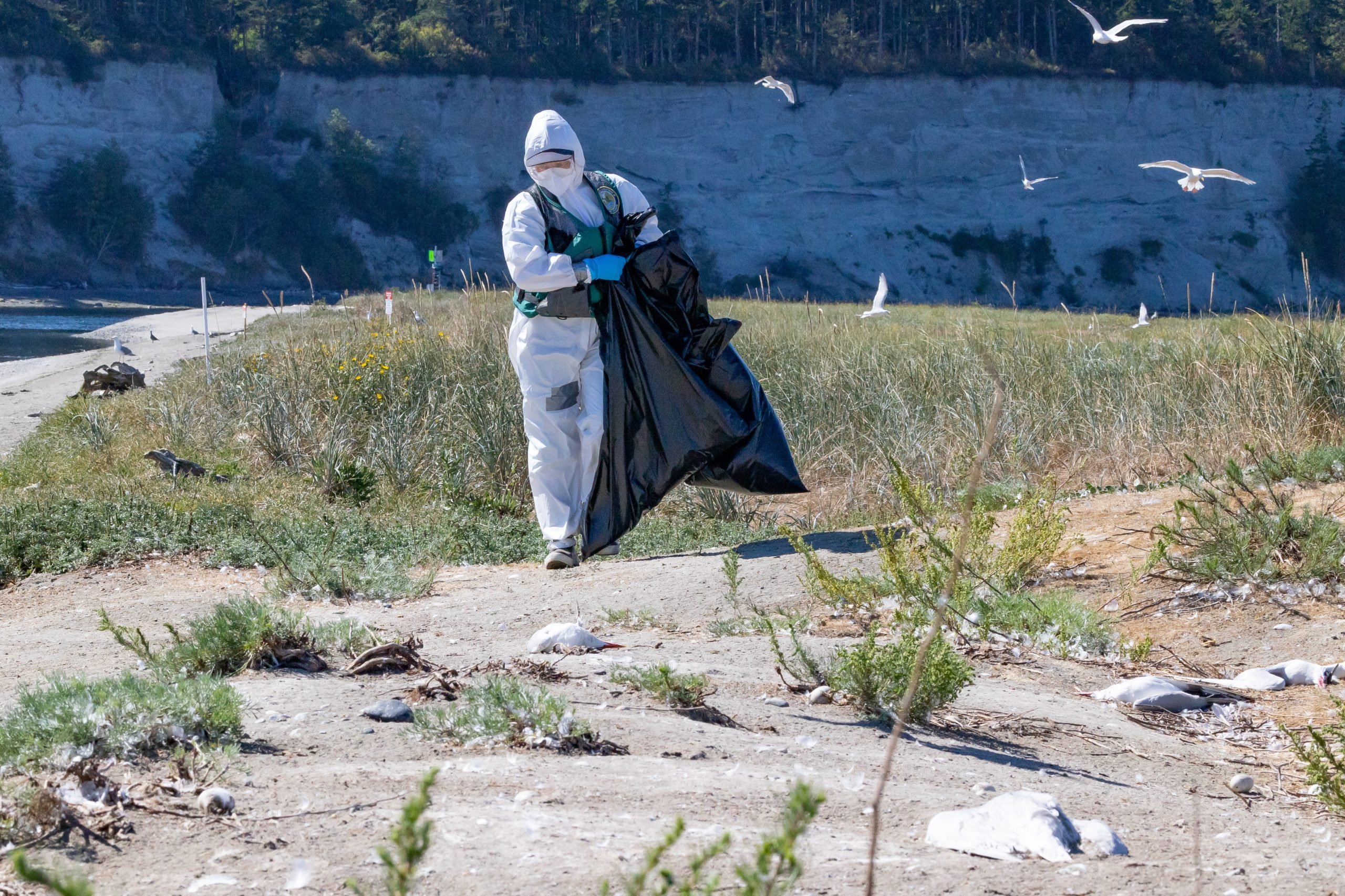 Rat-Island-Cleanup-Caspian-Outbreak-scaled.jpg
