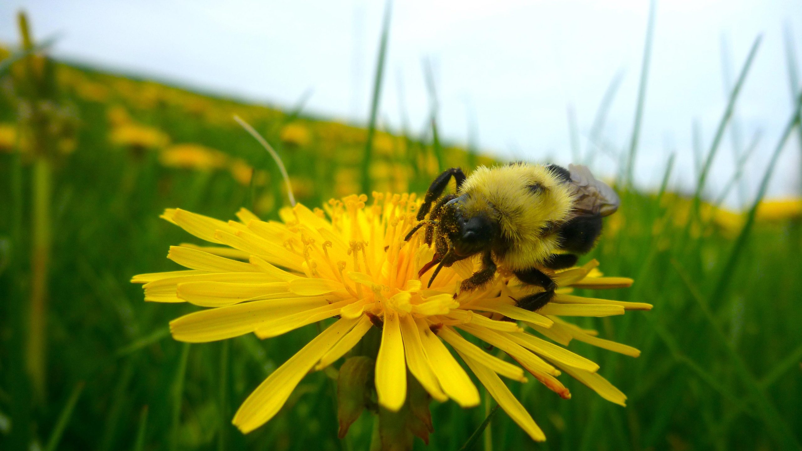 Bumblebee-Sabrina-Rondeau-scaled.jpg