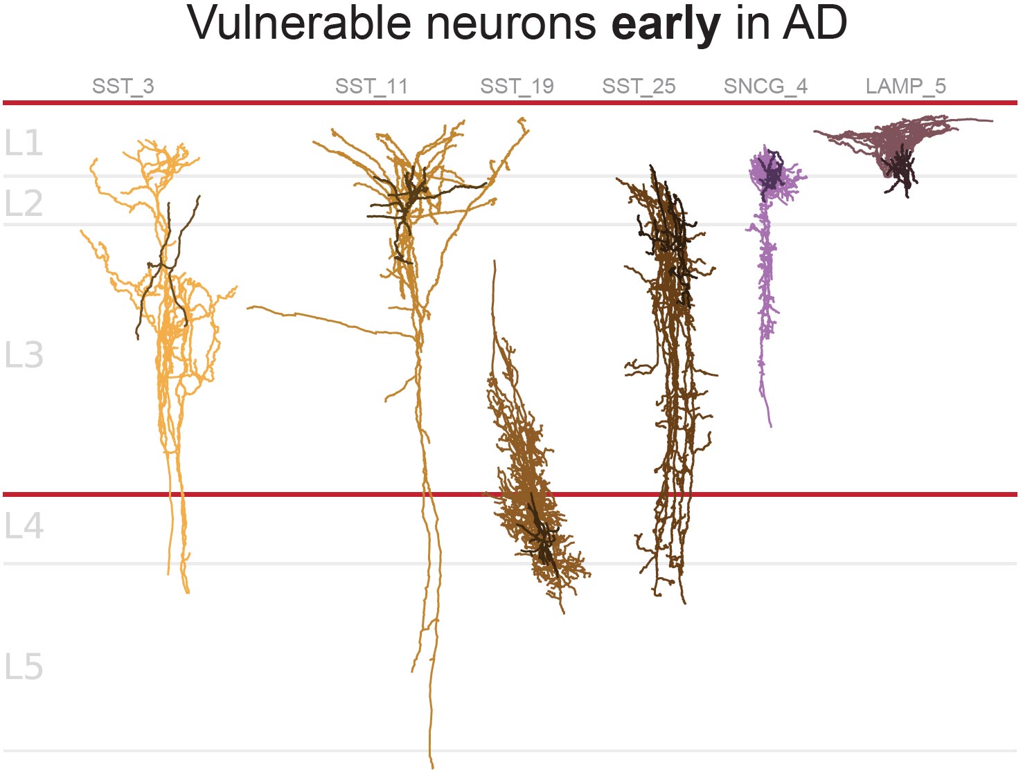 Vulnerable-Neurons-Early-in-AD.jpg
