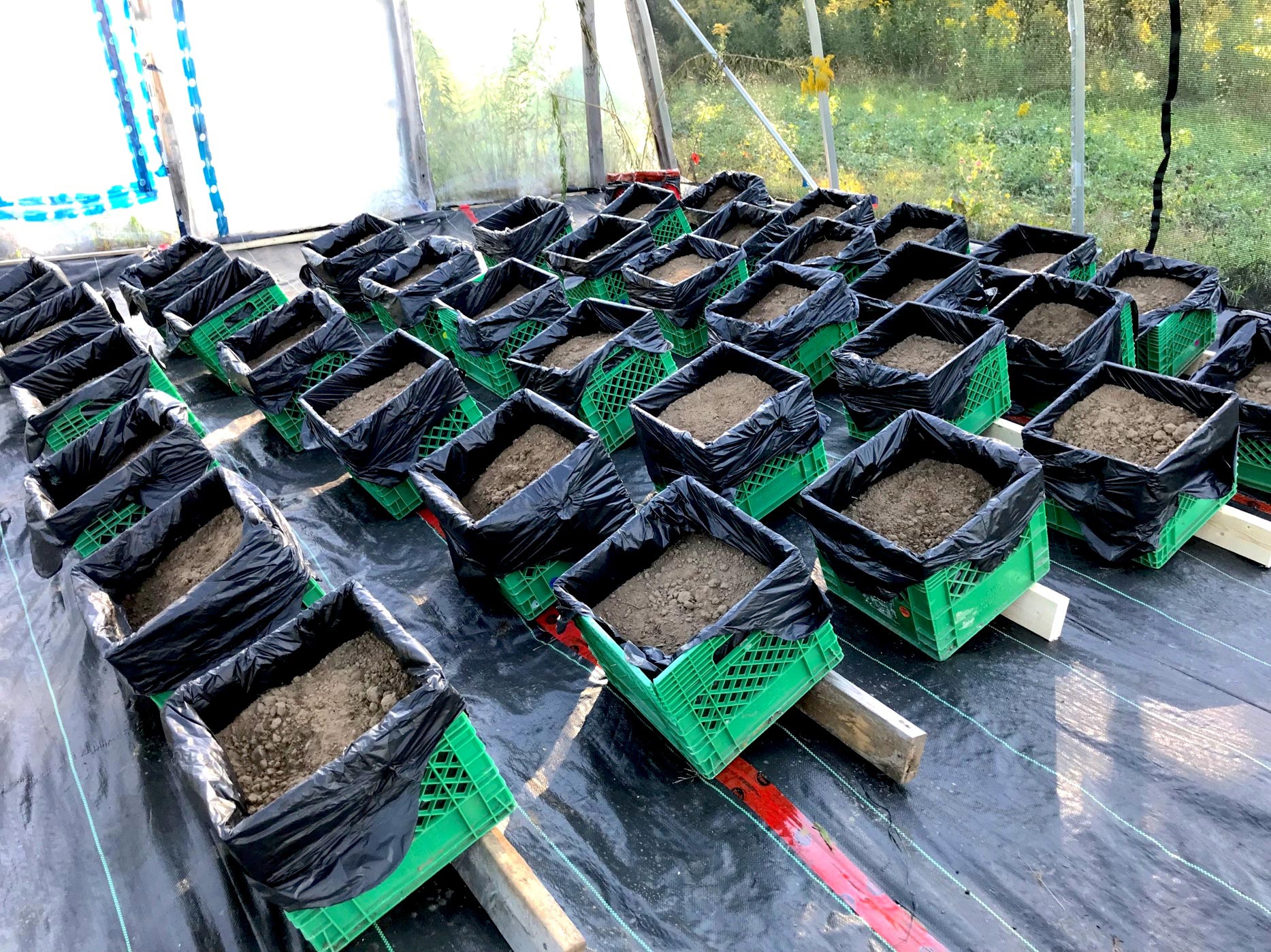 Bee-Research-Soil-Crates.jpg