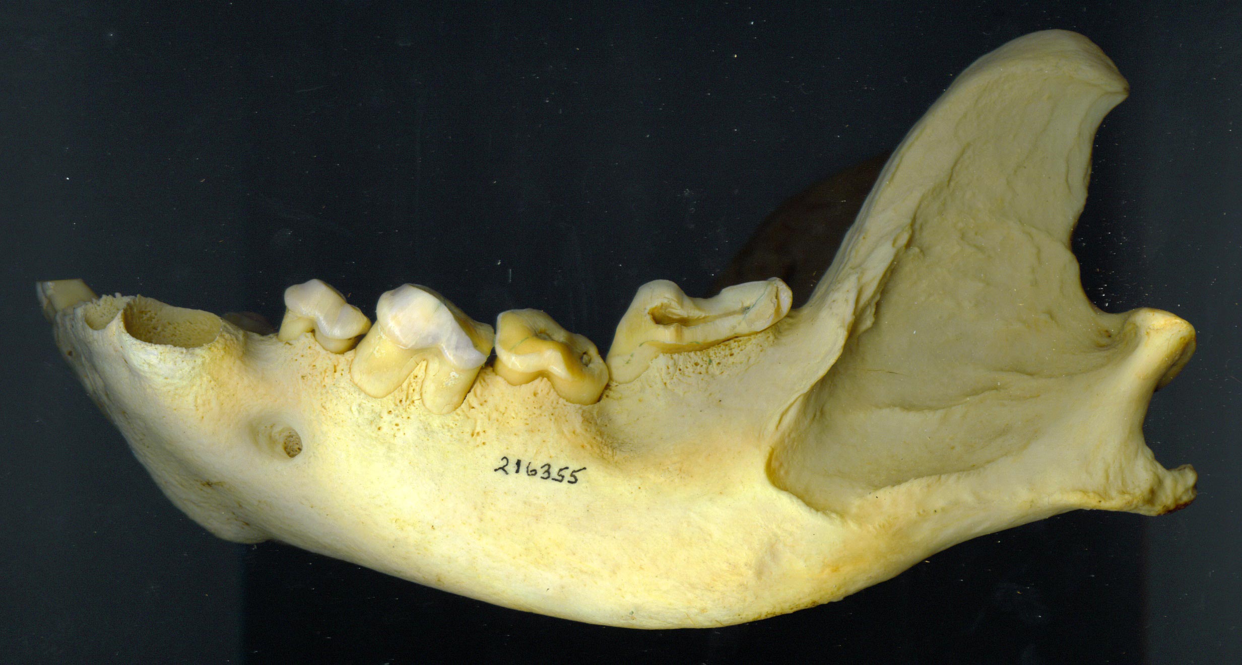 Worn-Hyena-Jaw.jpg