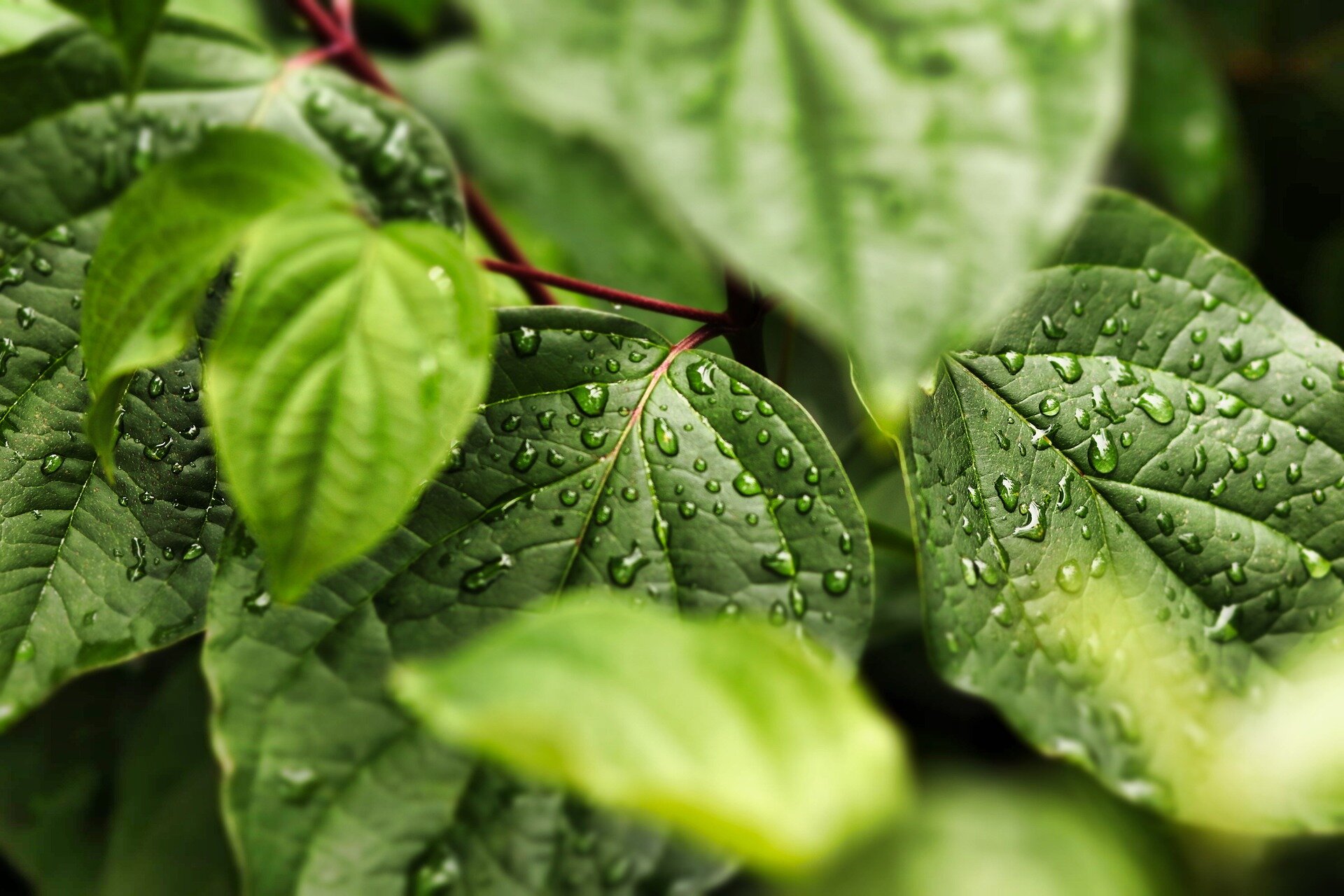2-plants.jpg