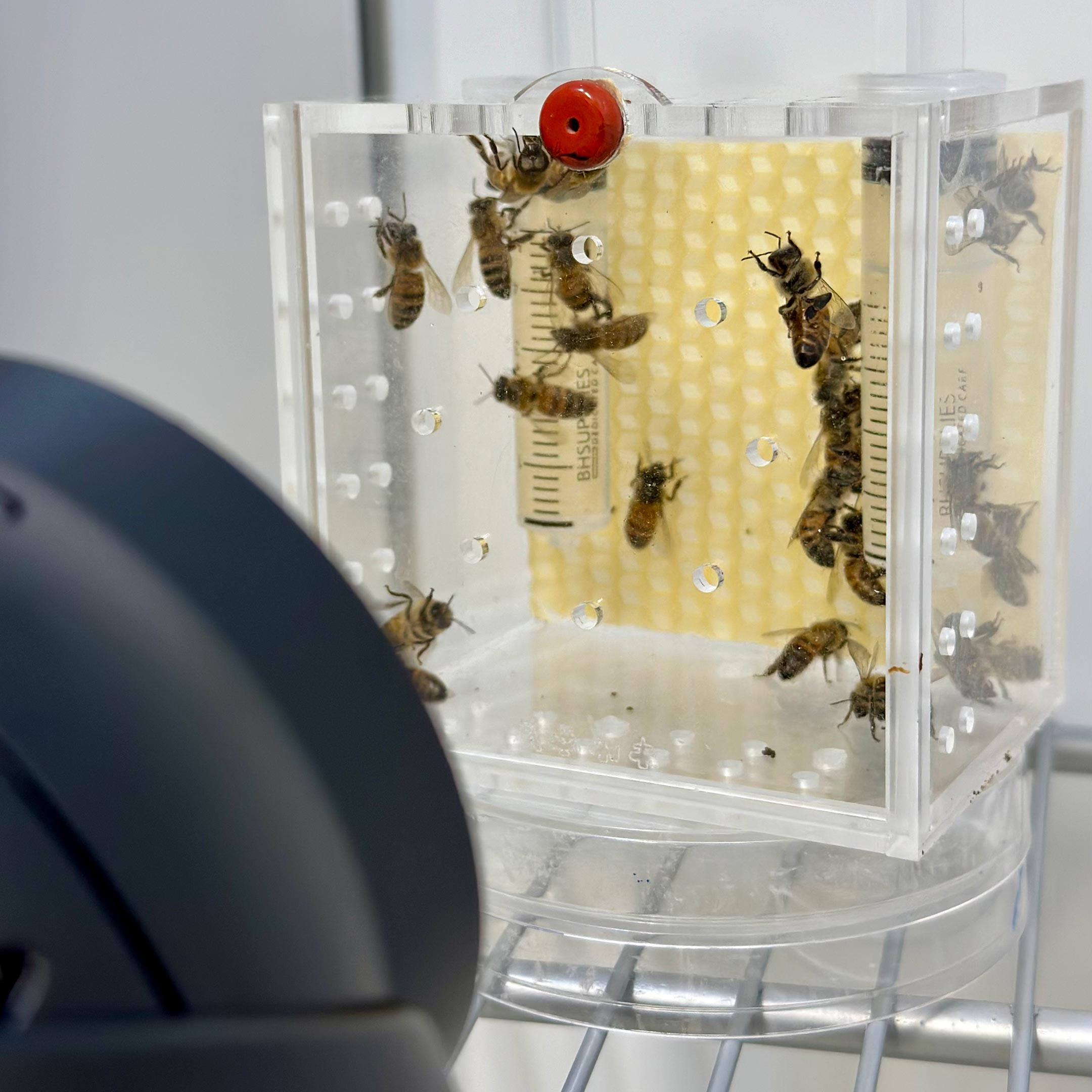 Experimental-Bee-Cage.jpg