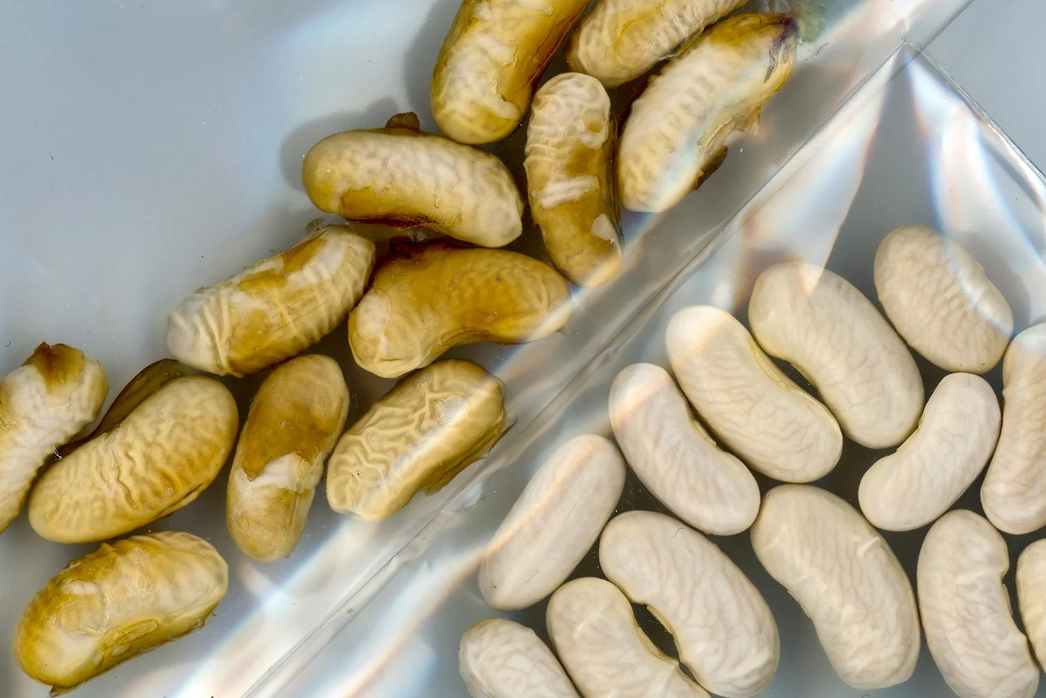 Protecting-Seeds-From-Water-Shortage-During-Germination.jpg