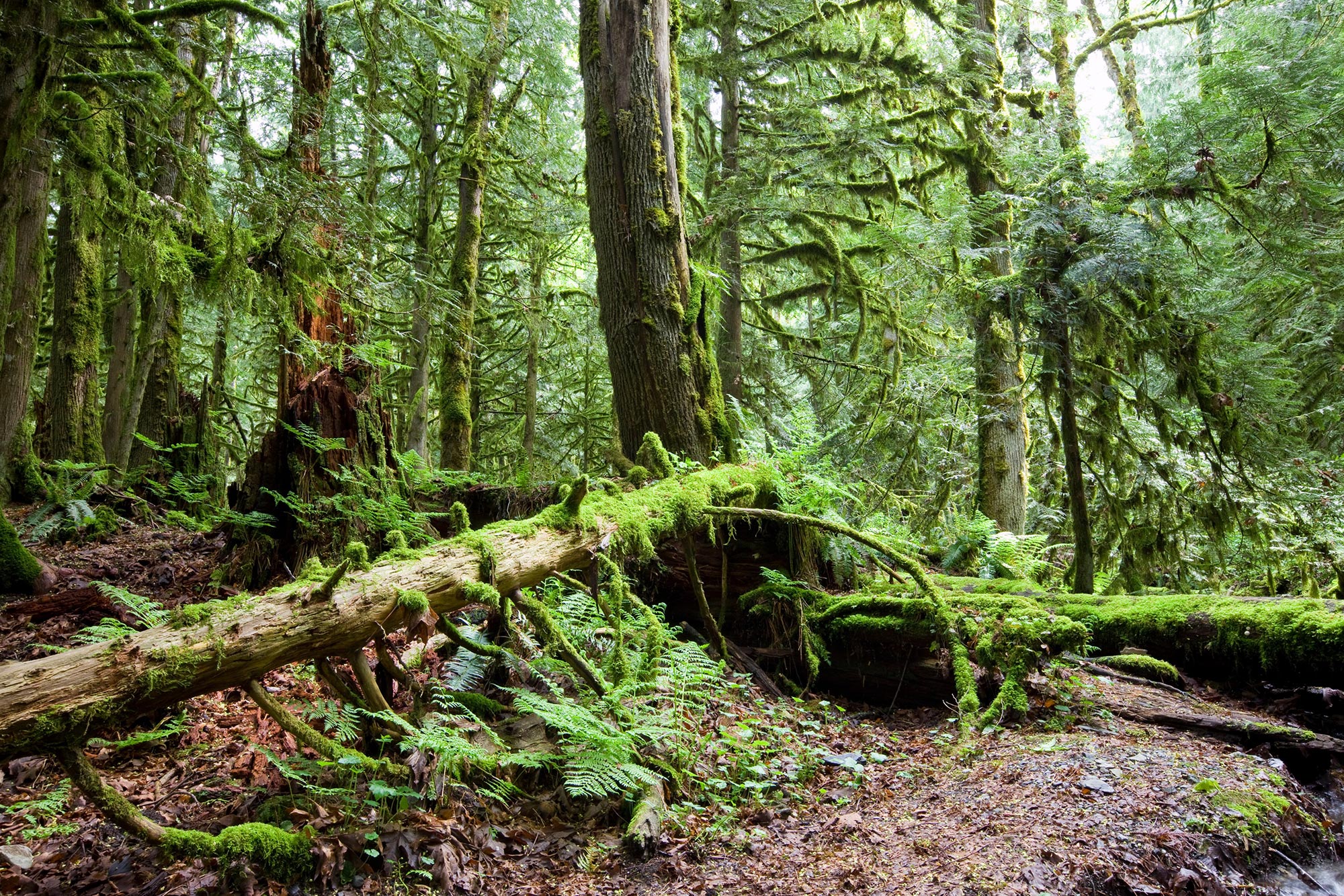 Temperate-Rainforest.jpg