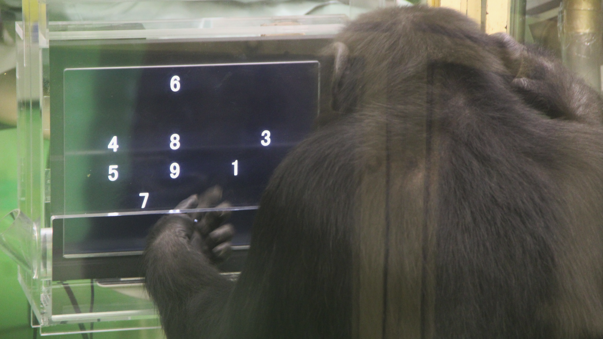 Chimp-Game.png