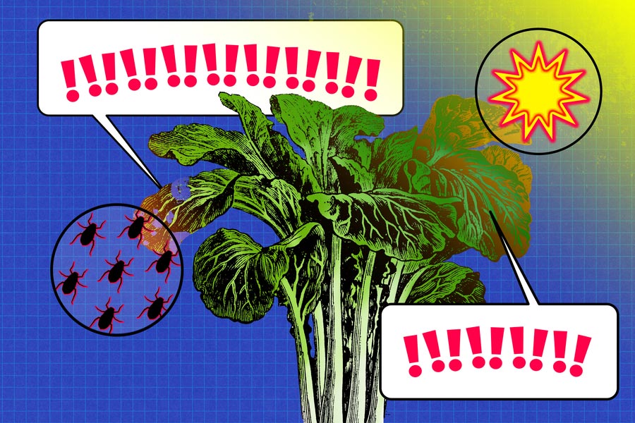 MIT-Plant-Sensor-Graphic.jpg