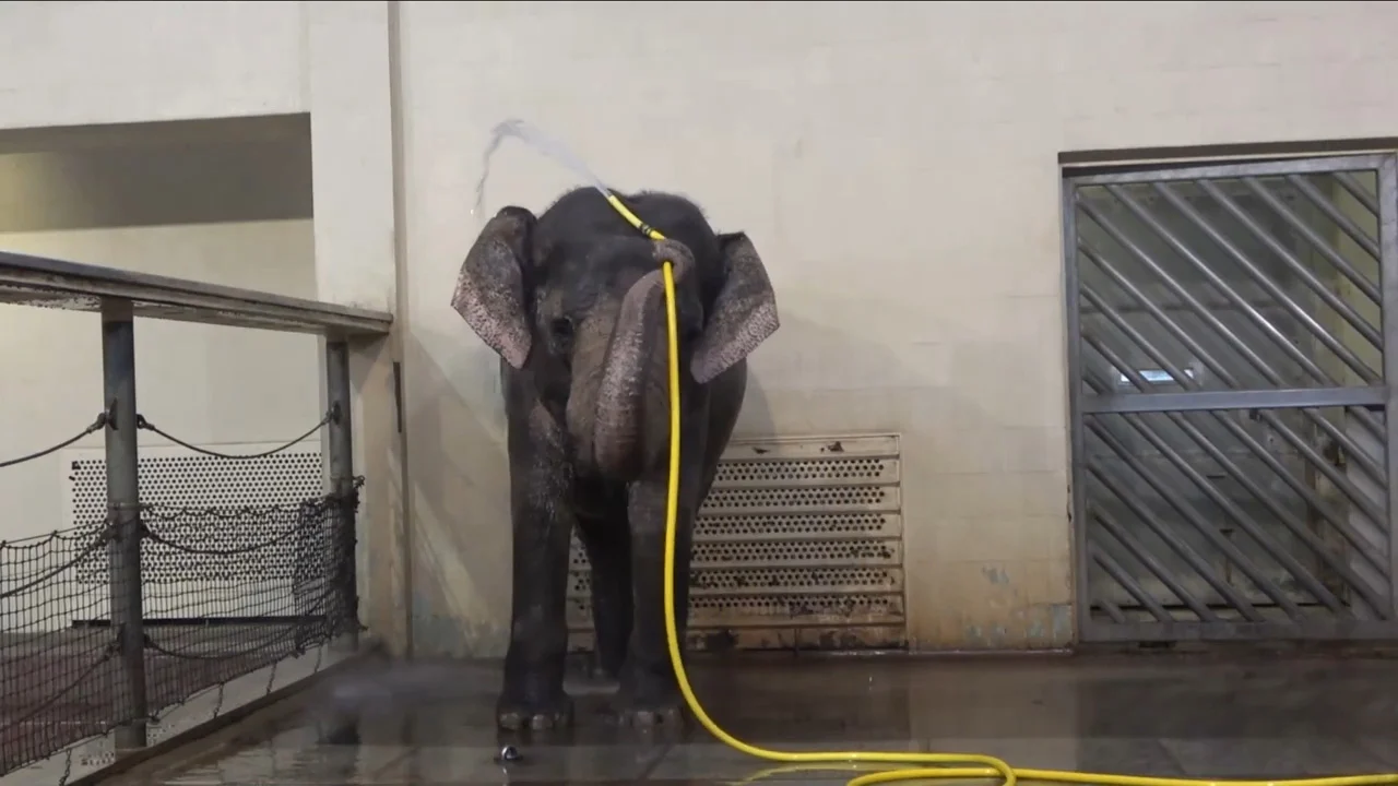 Elephant-Water-Hose-Tool-Use.jpg