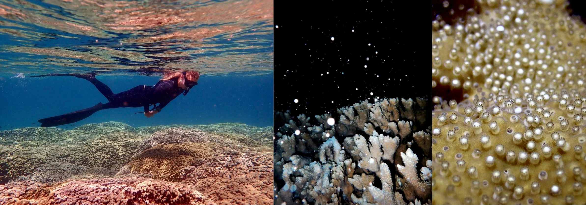 Young-Coral-Use-Metabolic-Tricks-To-Resist-Bleaching.jpg