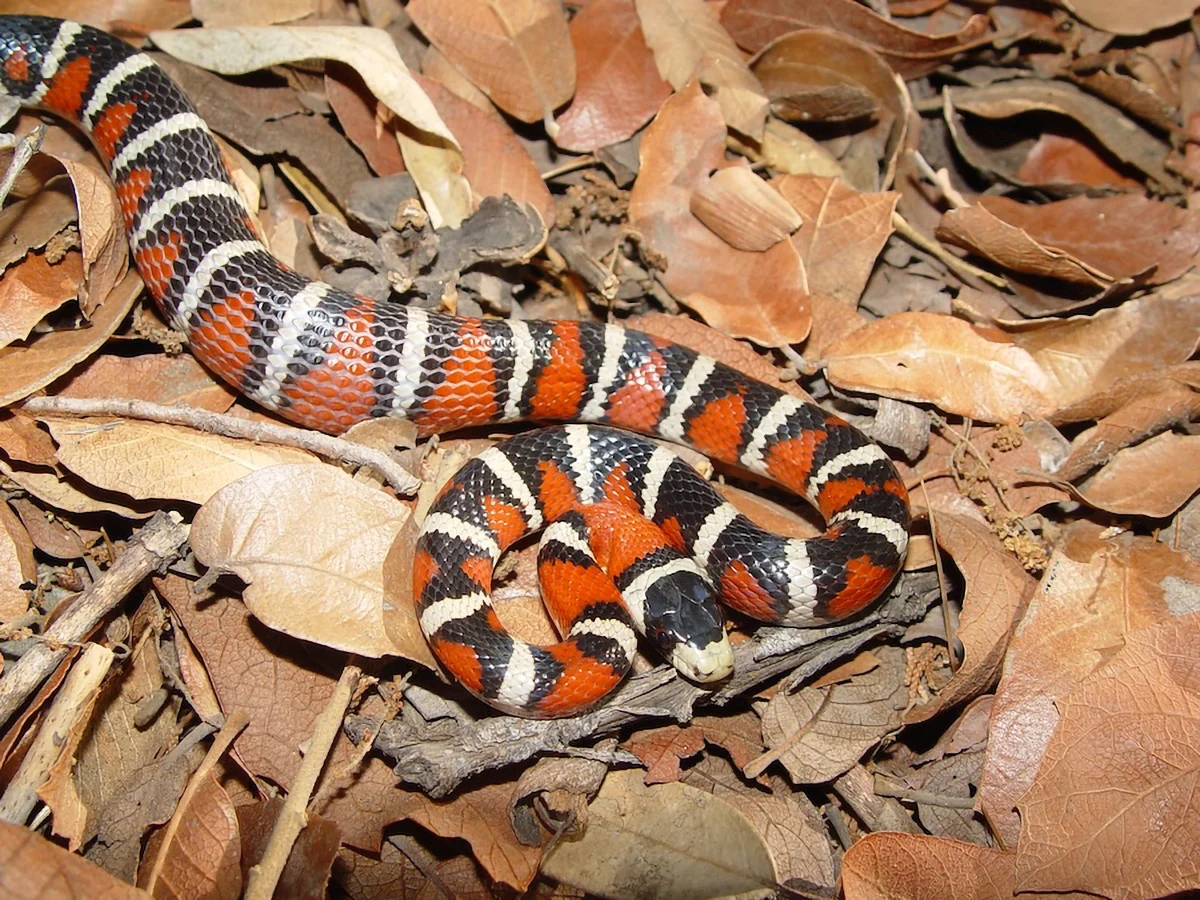 Arizona-Mountain-Kingsnake.jpg