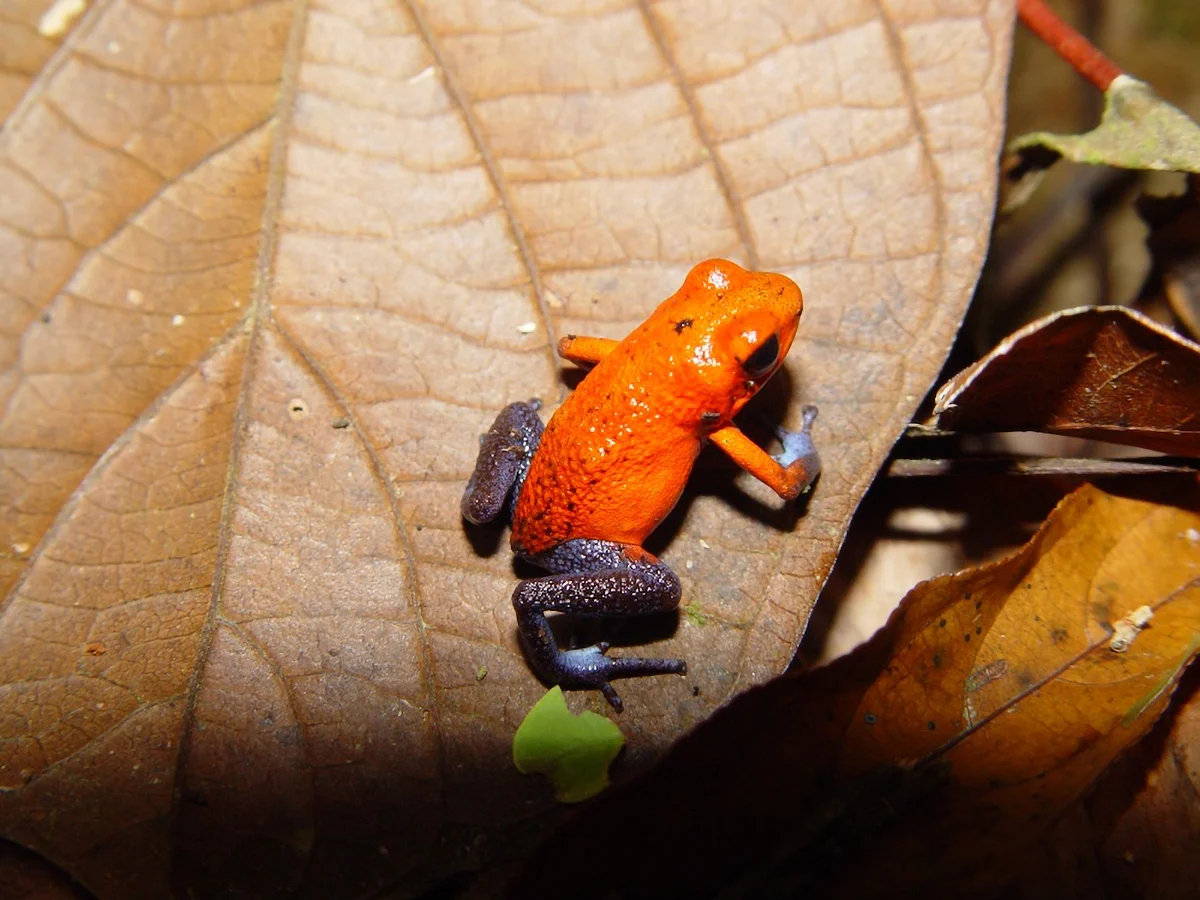Strawberry-Poison-Dart-Frog.jpg