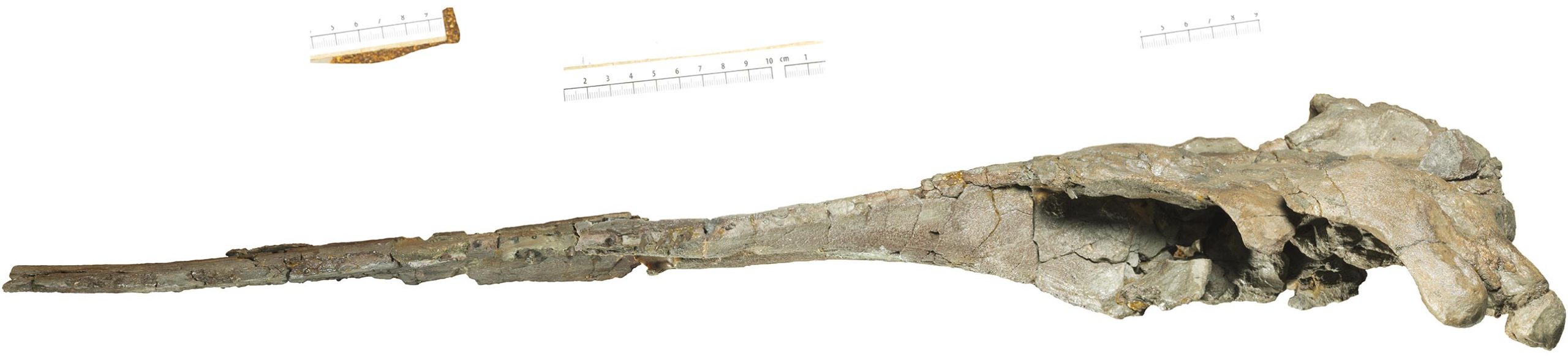 Lateral-View-of-Romaleodelphis-pollerspoecki-Fossil-scaled.jpg
