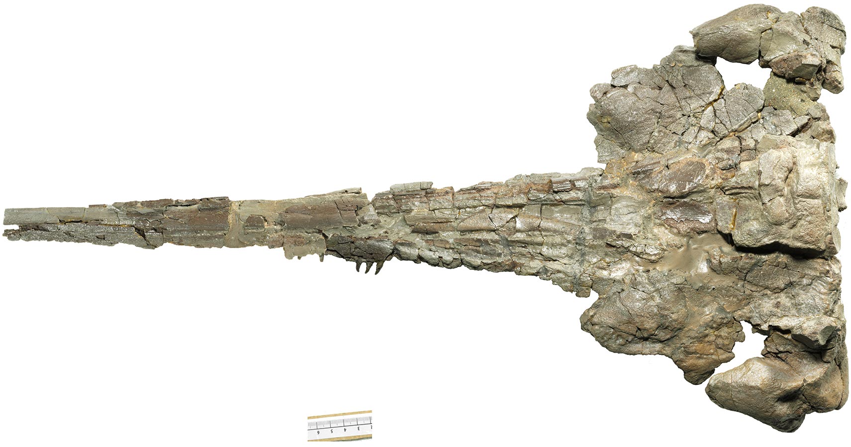 Romaleodelphis-pollerspoecki-Fossil-From-Above.jpg