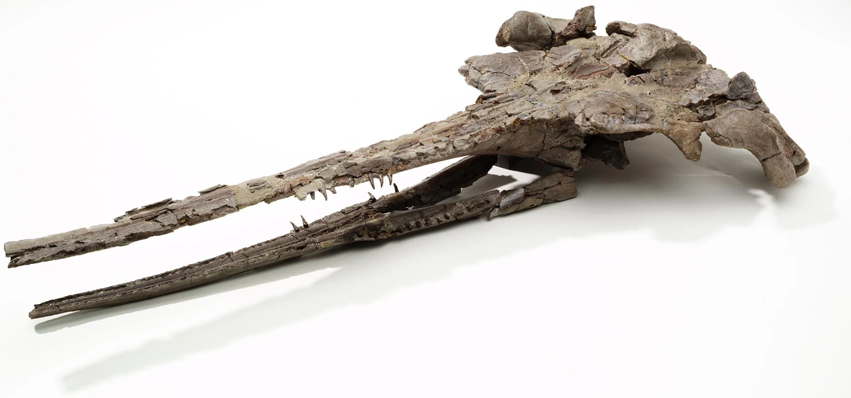 Fossil-Dolphin-Romaleodelphis-pollerspoecki.jpg