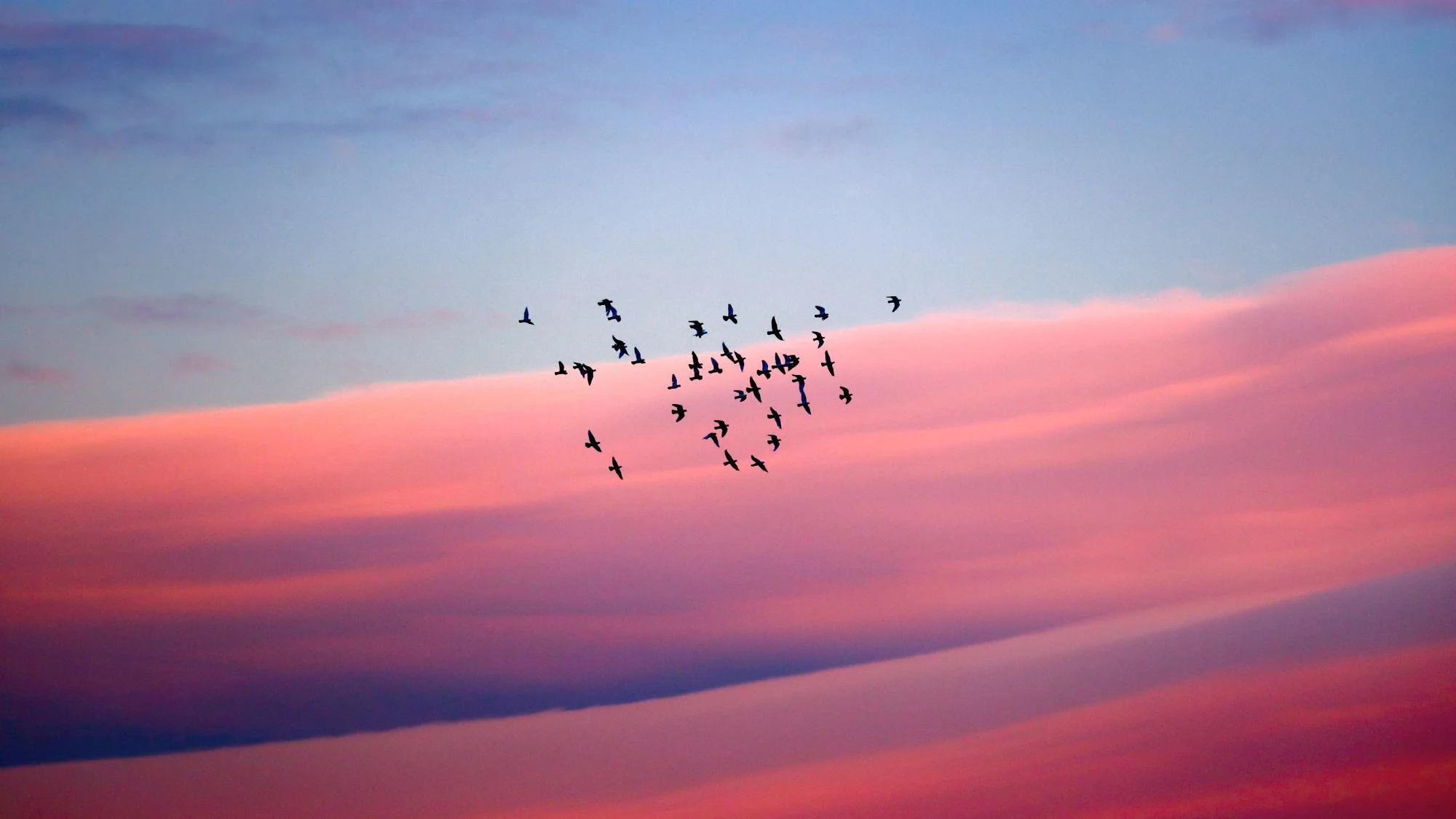 Migrating-Birds.jpg