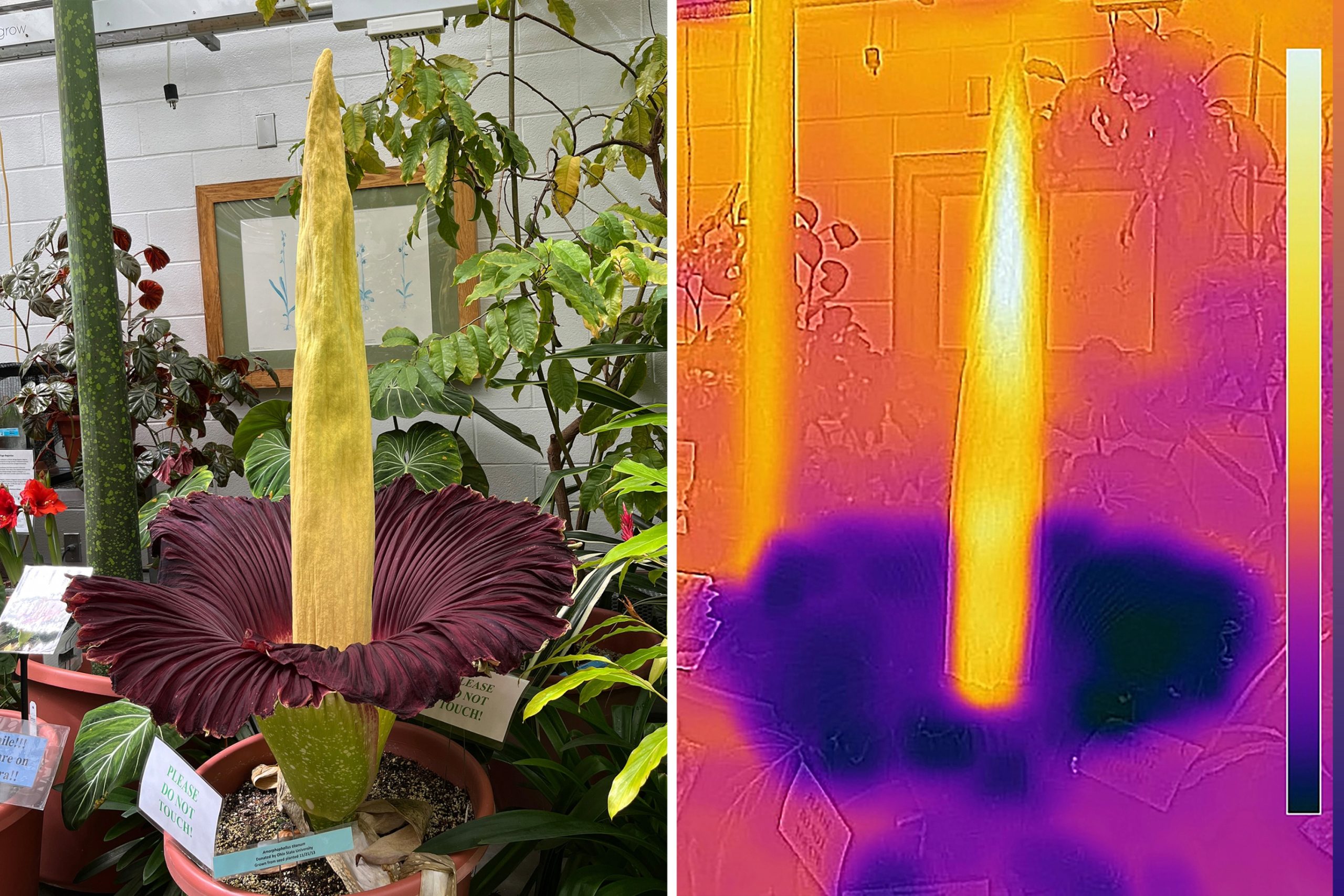 Corpse-Flower-Heat-Map-scaled.jpg