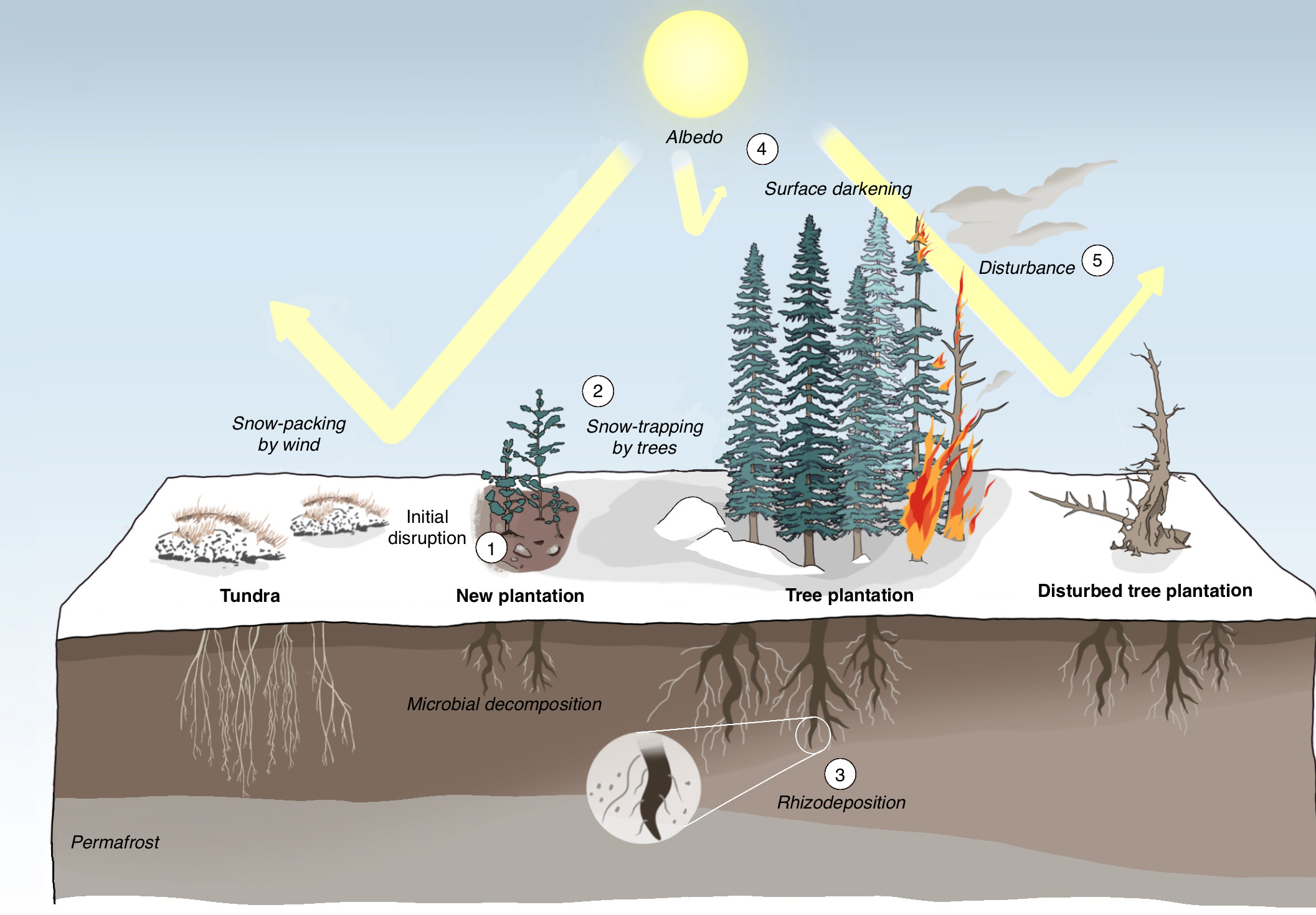 The-Direct-and-Indirect-Effects-of-Afforestation-on-Climate-Forcing-at-High-Latitudes-and-Their-Relative-Magnitudes-Over-the-Lifetime-of-a-Plantation.jpg