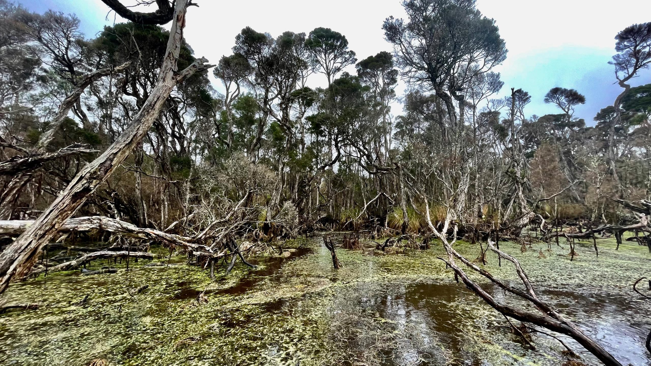Emerald-Swamp-Three-Hummock-Island-scaled.jpg