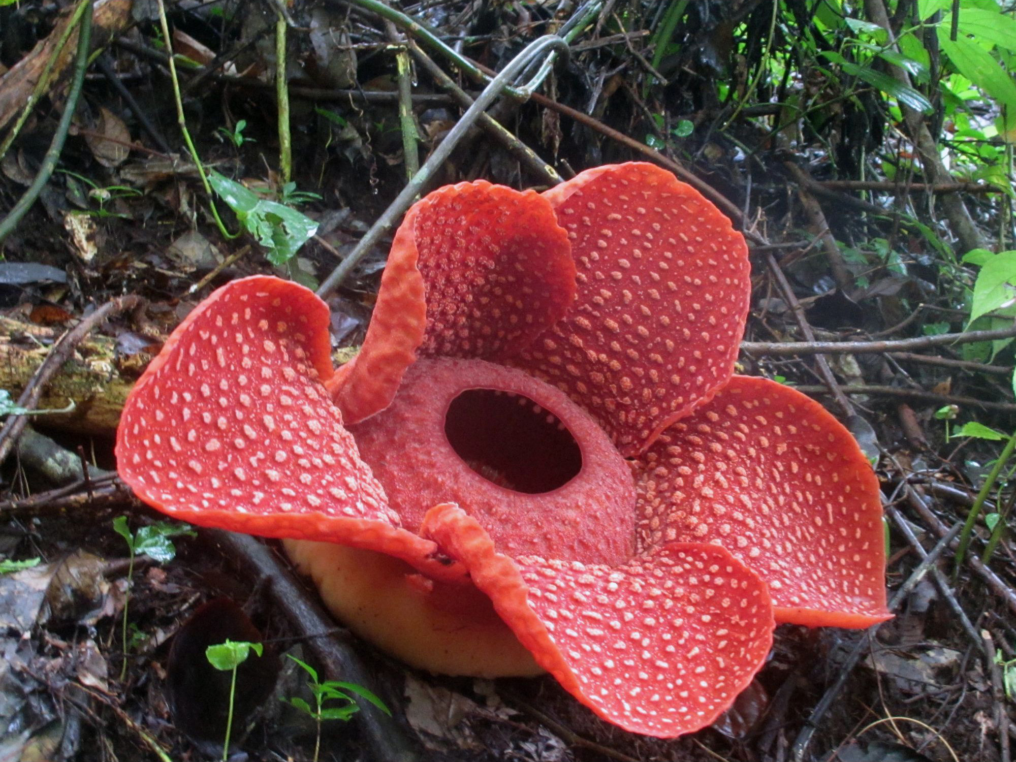 Corpse-Flower.jpg