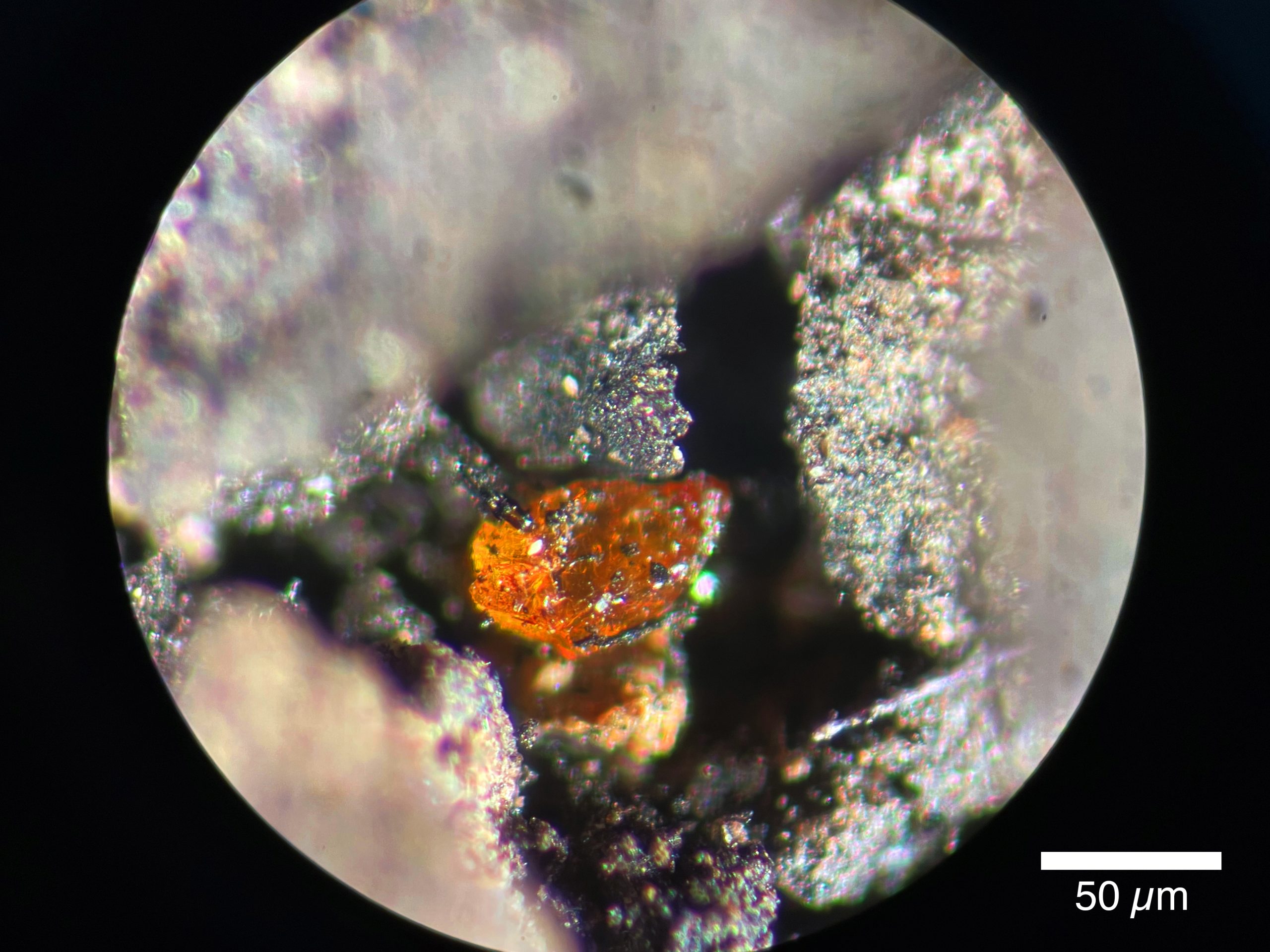 Macrograph-of-Antarctic-Amber-scaled.jpg