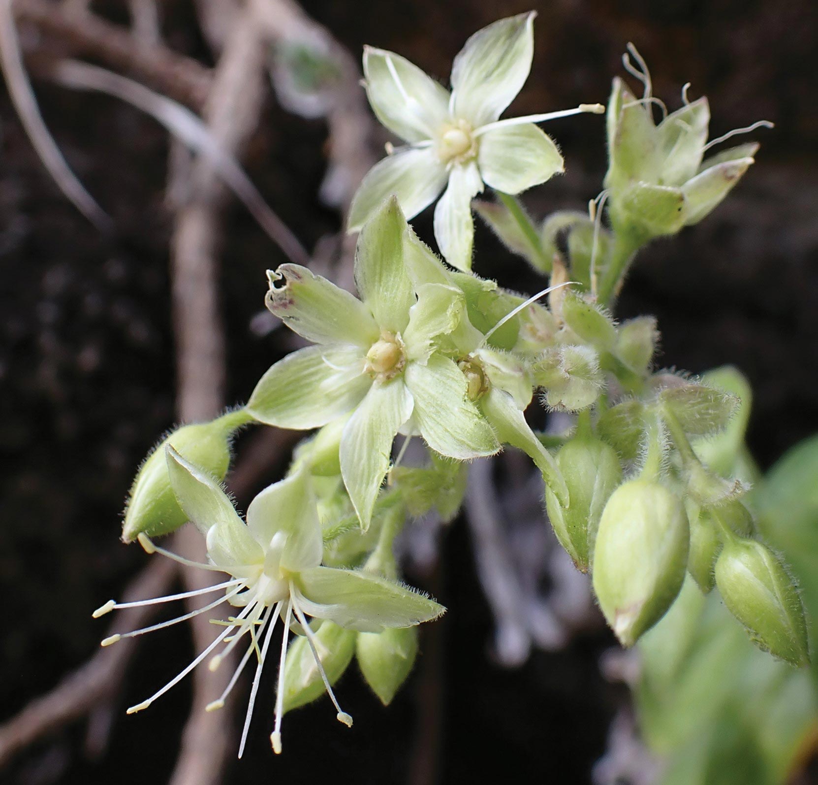Schiedea-waiahuluensis-Collected-by-Drone.jpg