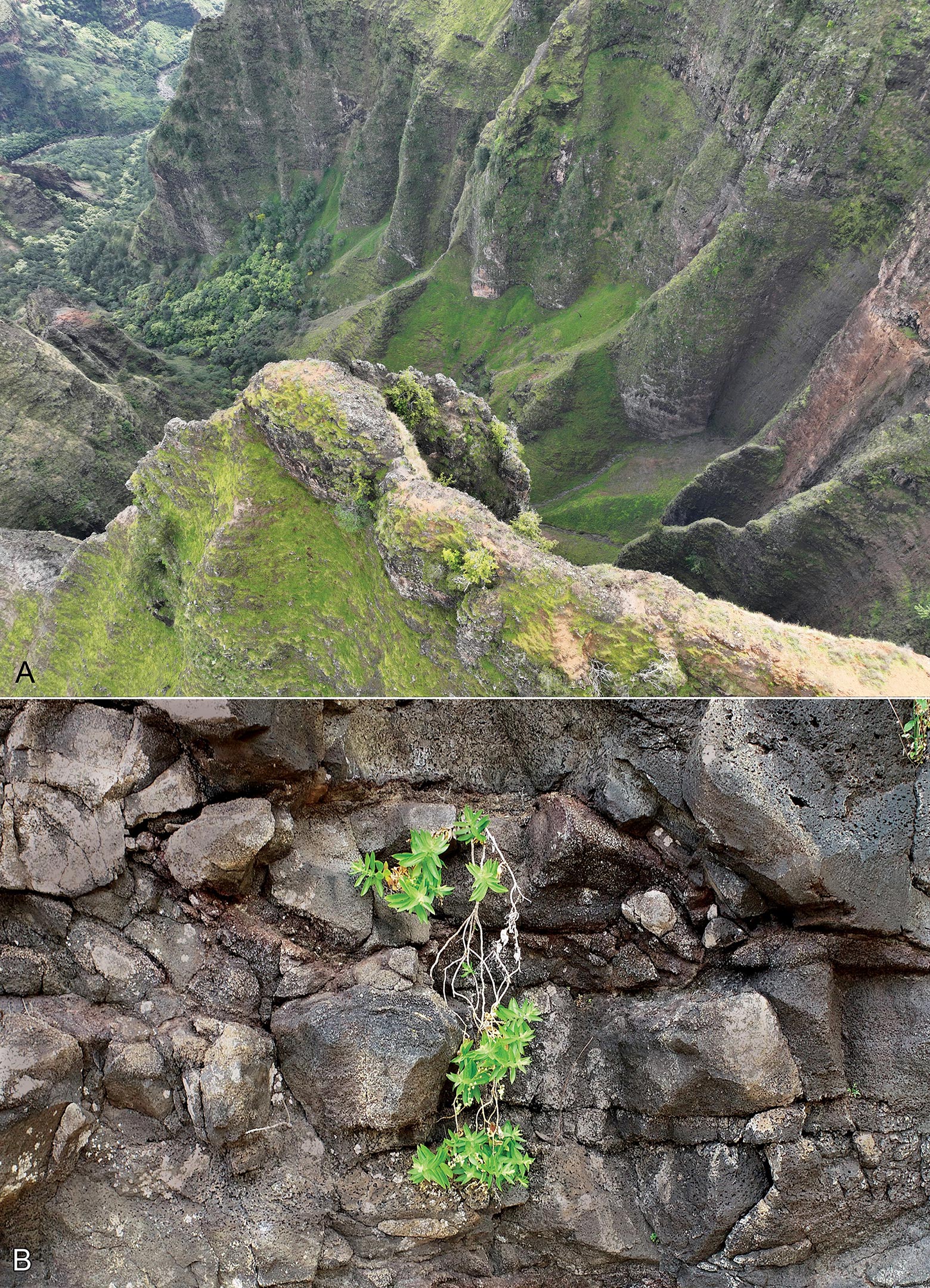 Schiedea-waiahuluensis-Habitat.jpg