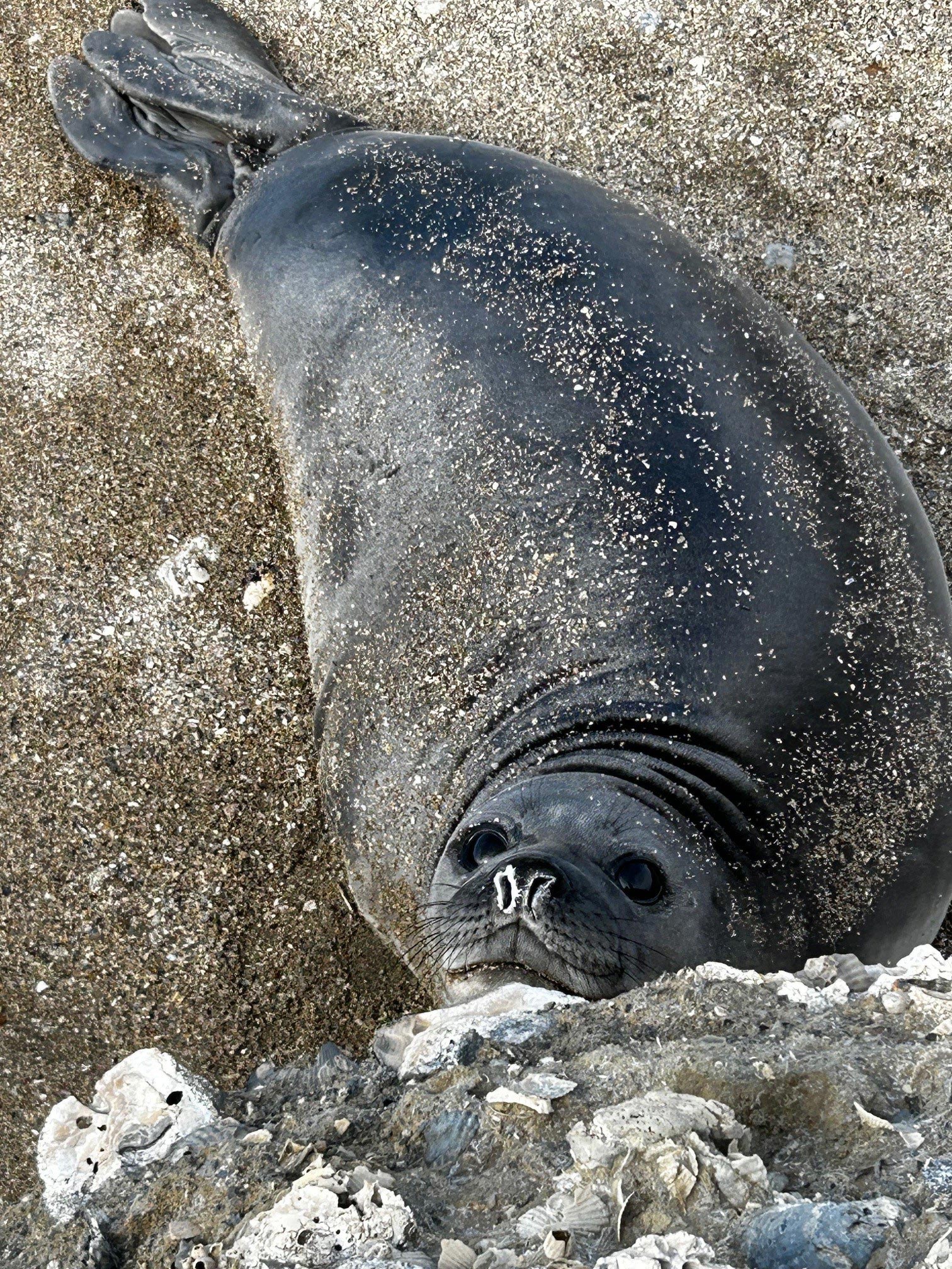 Elephant-Seal-Weanling.jpg