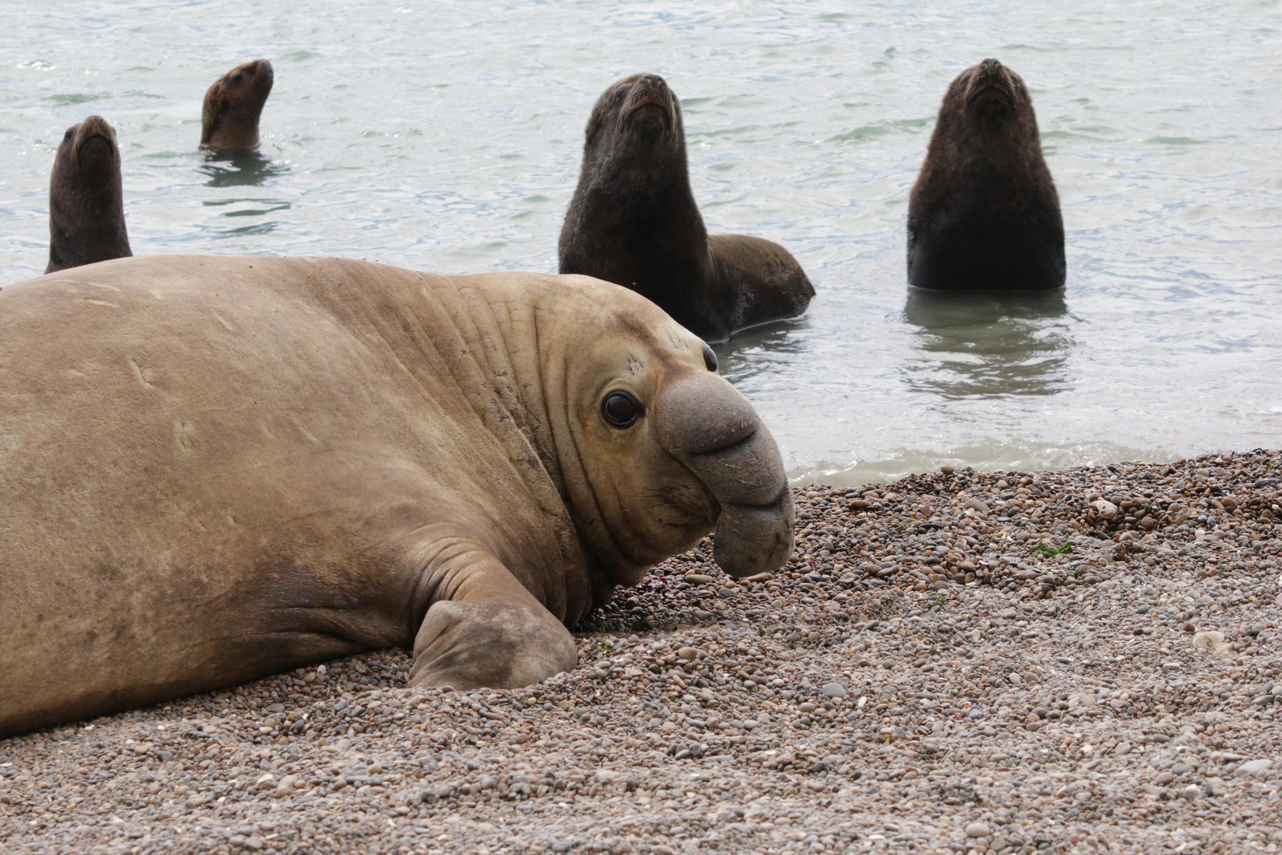 Male-Elephant-Seal-Near-Sea-Lions-scaled.jpg
