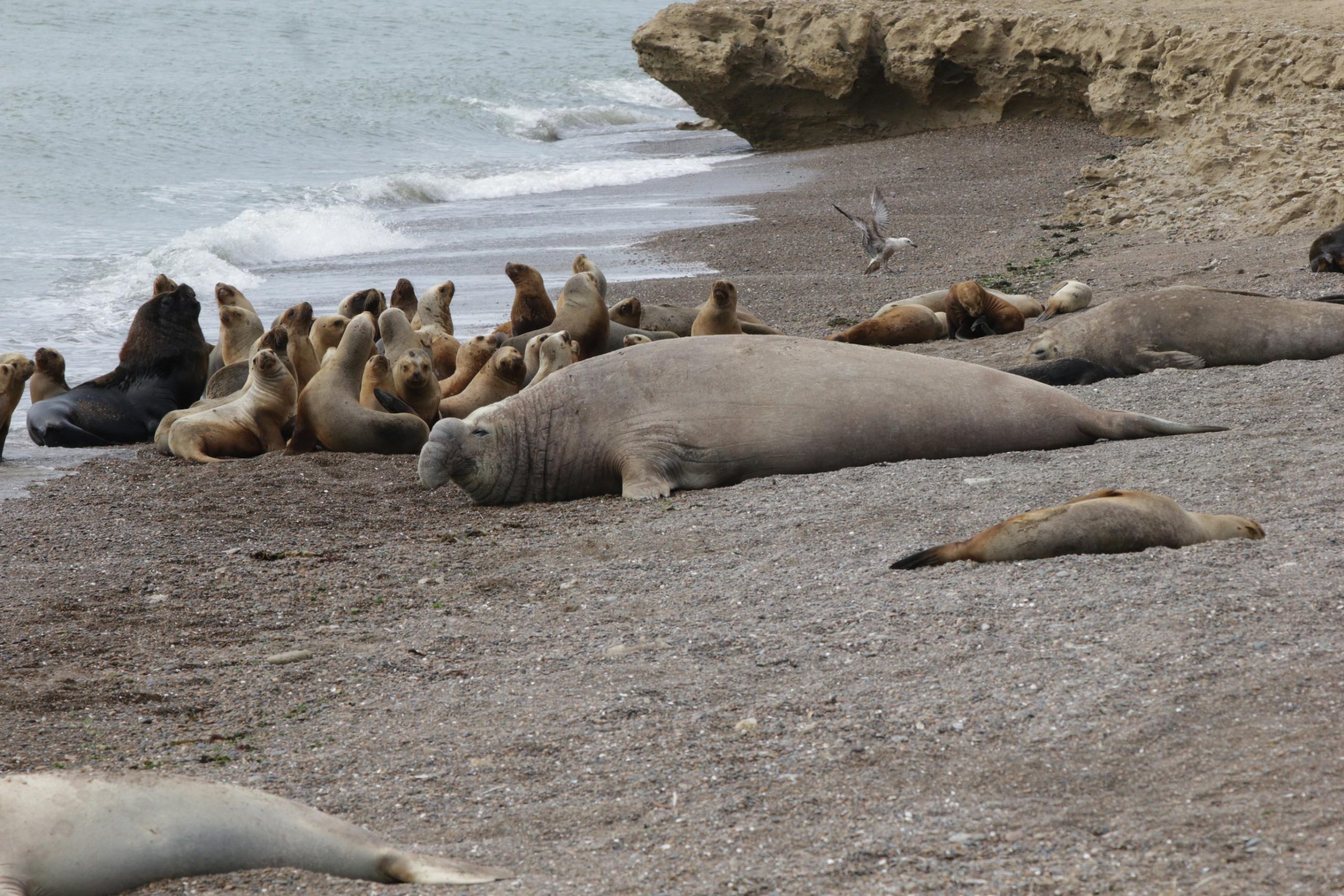 Elephant-Seals-and-Sea-Lions-in-2024-scaled.jpg
