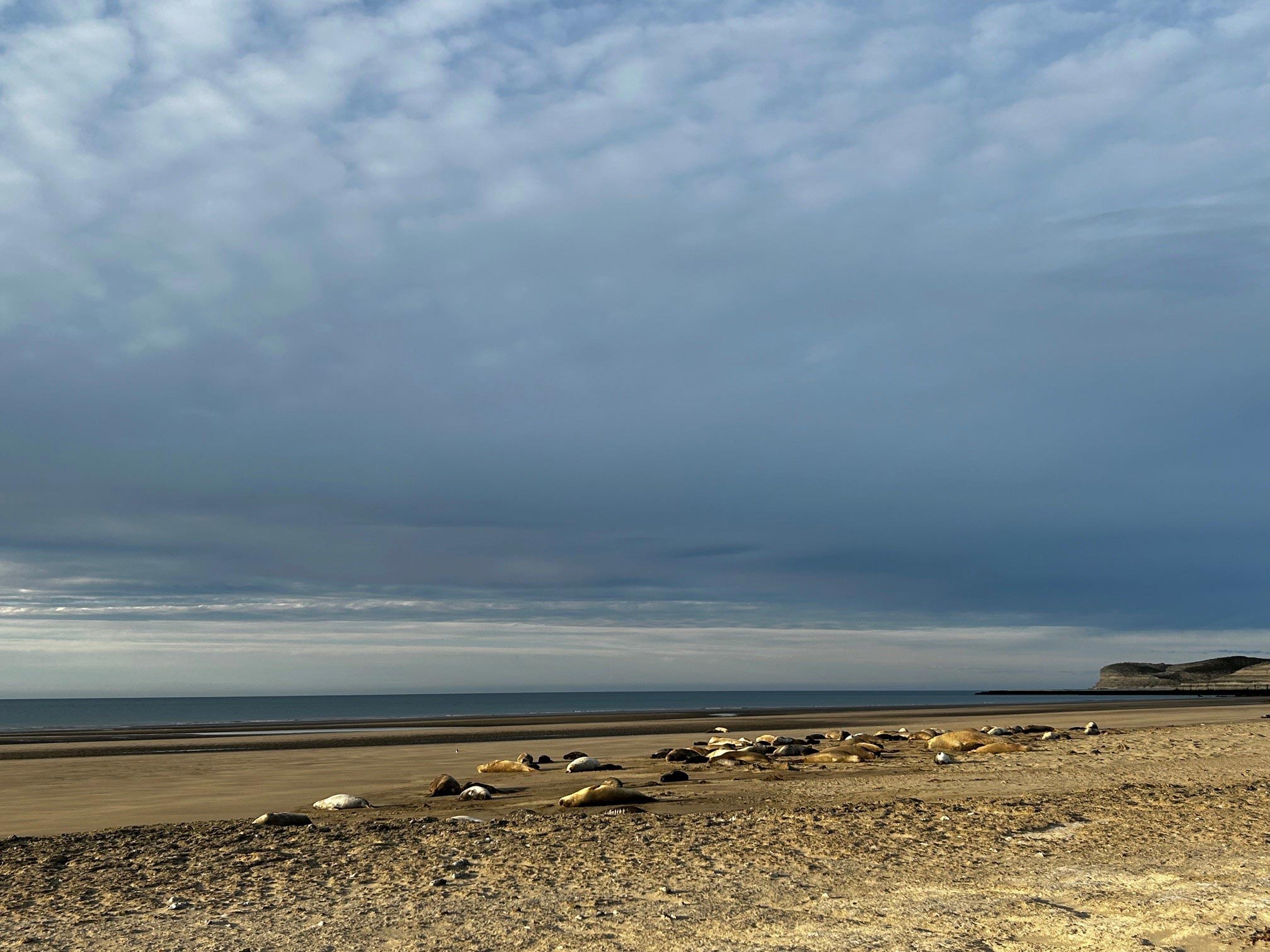 Elephant-Seal-Harem-at-Dusk.jpg