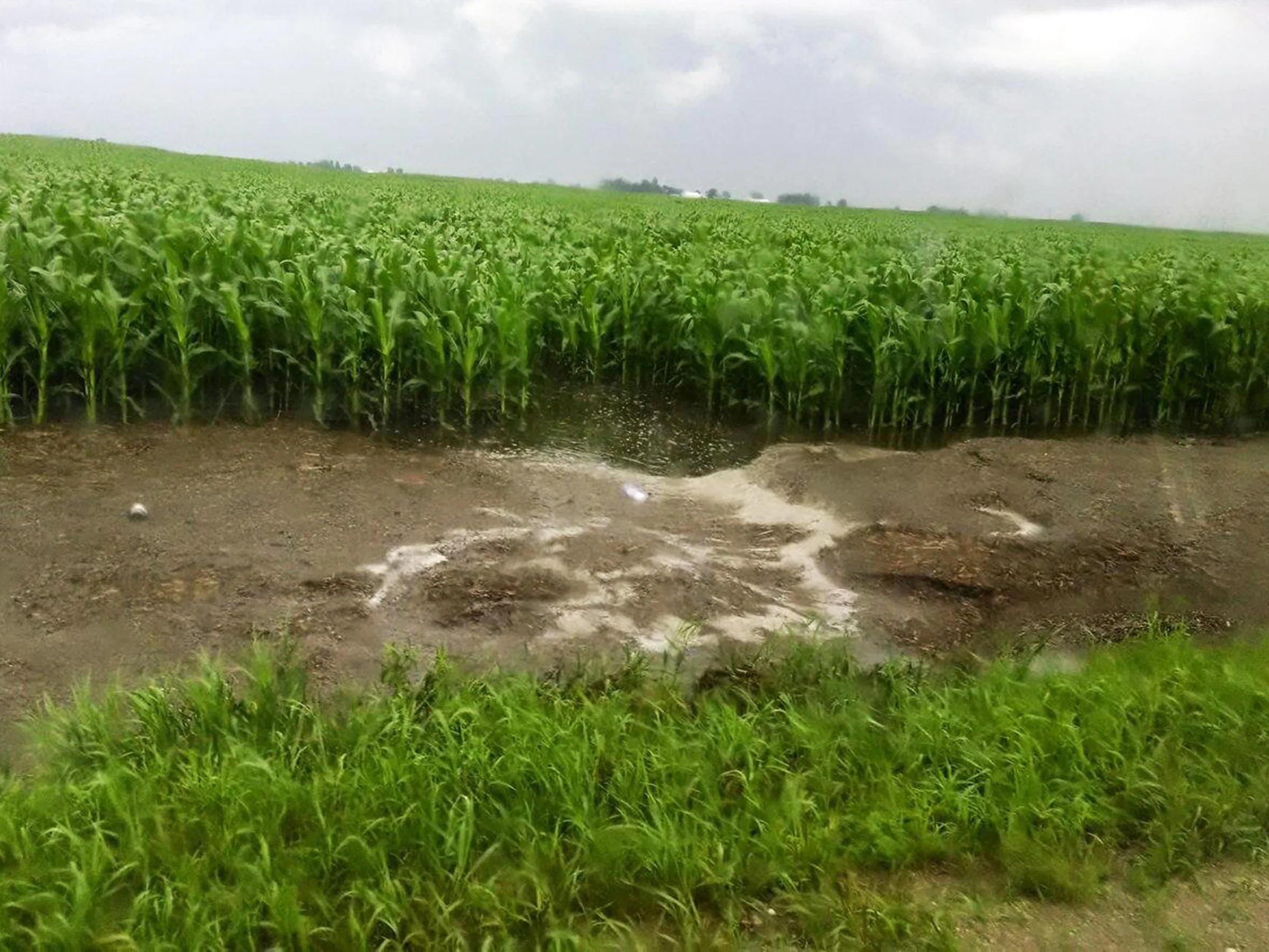 Runoff-in-Corn-Field.jpg