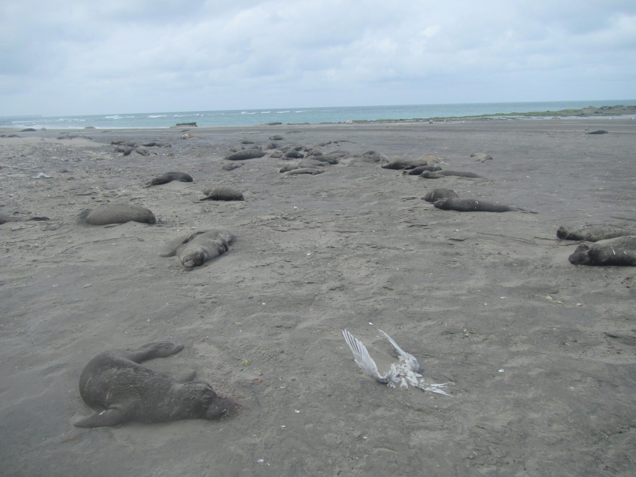 Elephant-Seal-Pup-Carcasses-October-2023-scaled.jpg