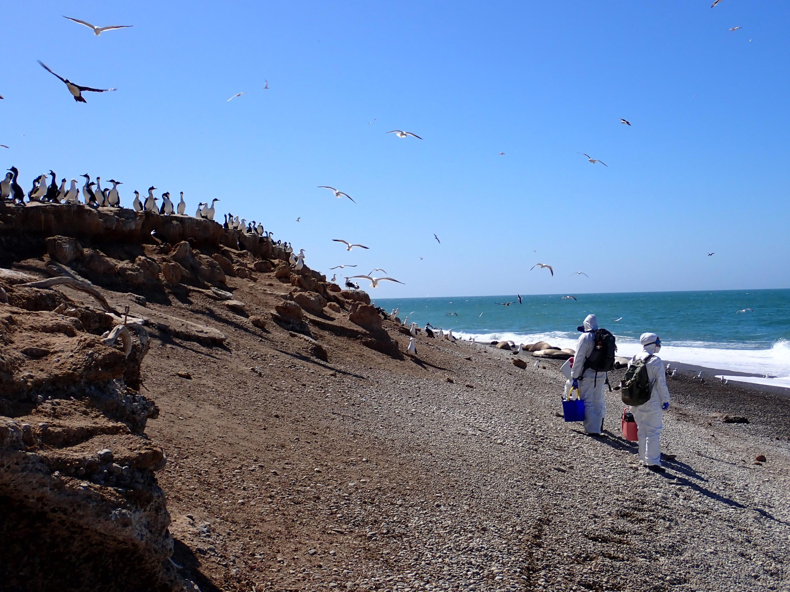 Scientists-Surveying-Beach-for-HPAI-Signs-scaled.jpg