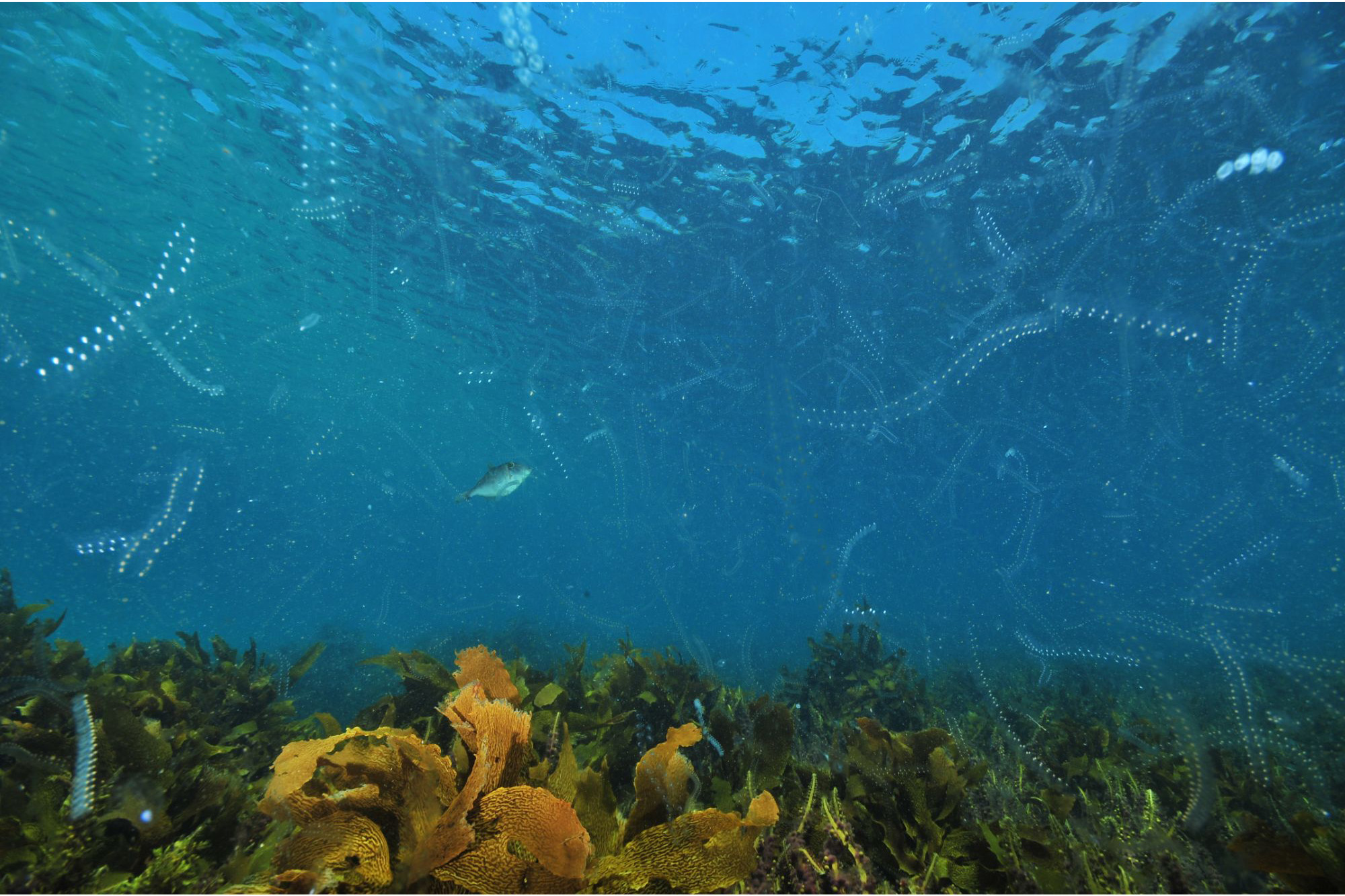 Plankton-Sea-Meadow.jpg