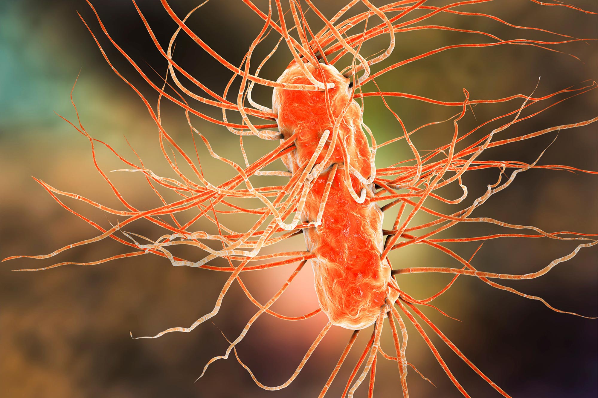 Escherichia-E-coli-Bacteria-Illustration.jpg