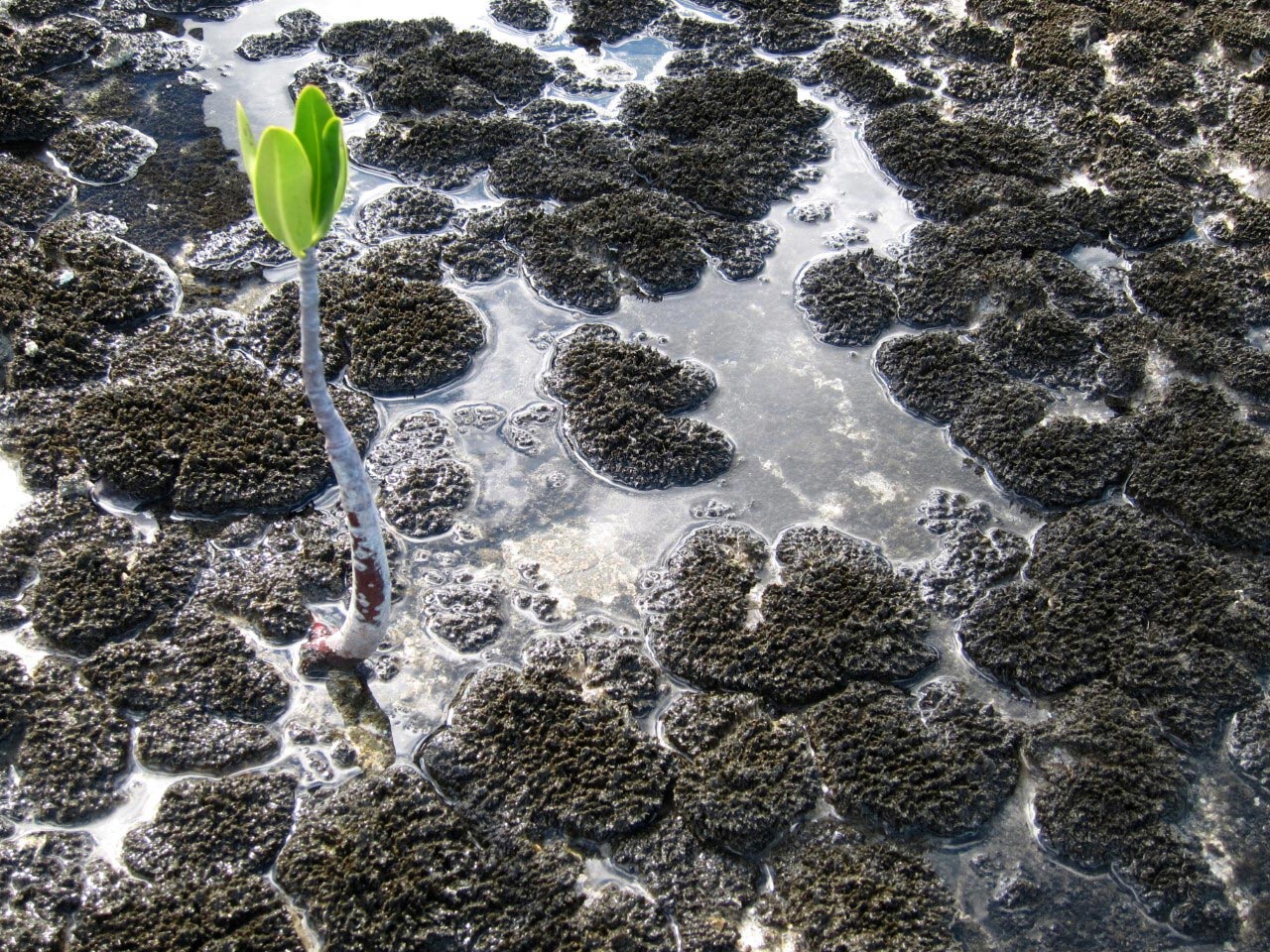 Bacterial-Mat-Close-Up.jpg