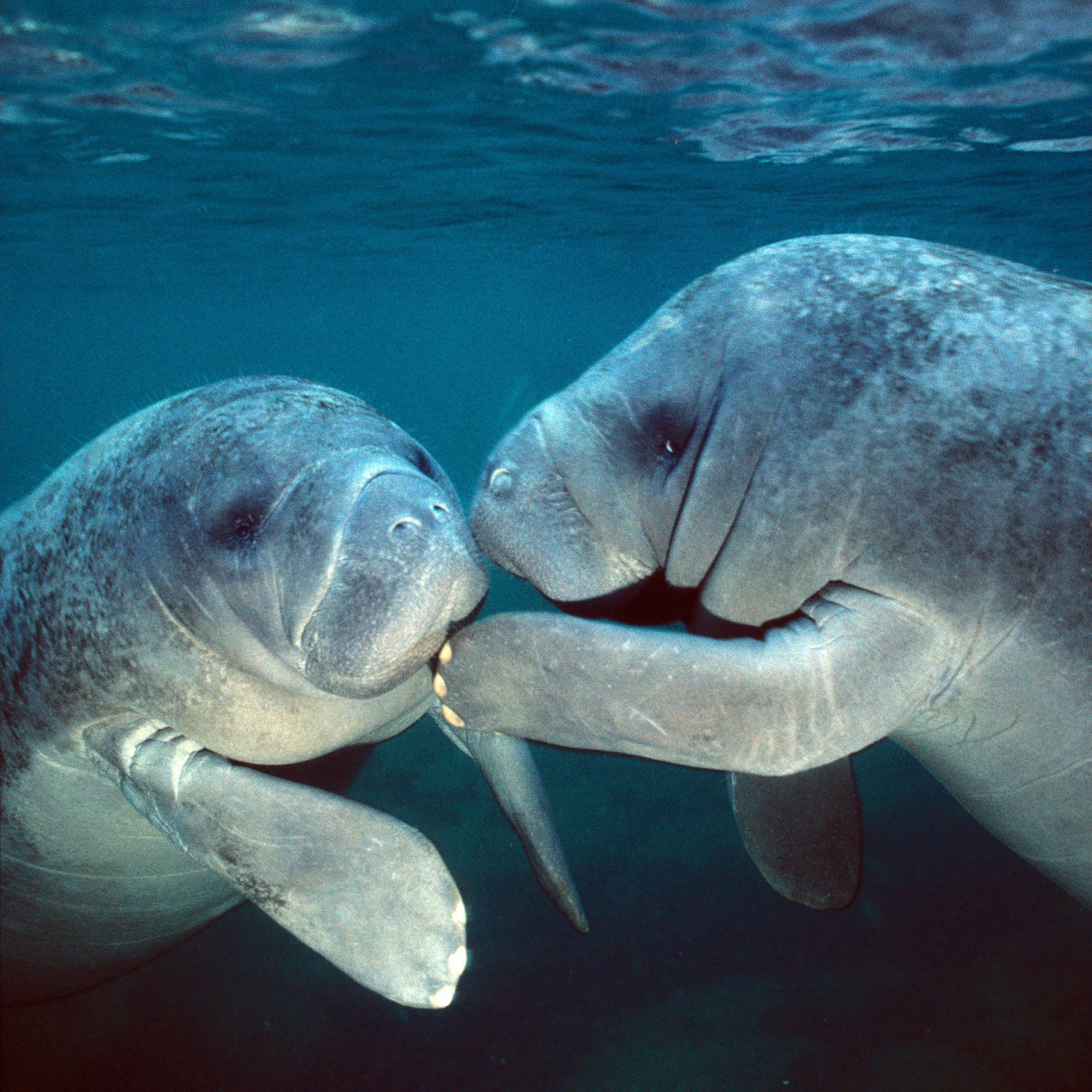 Florida-Manatees.jpg