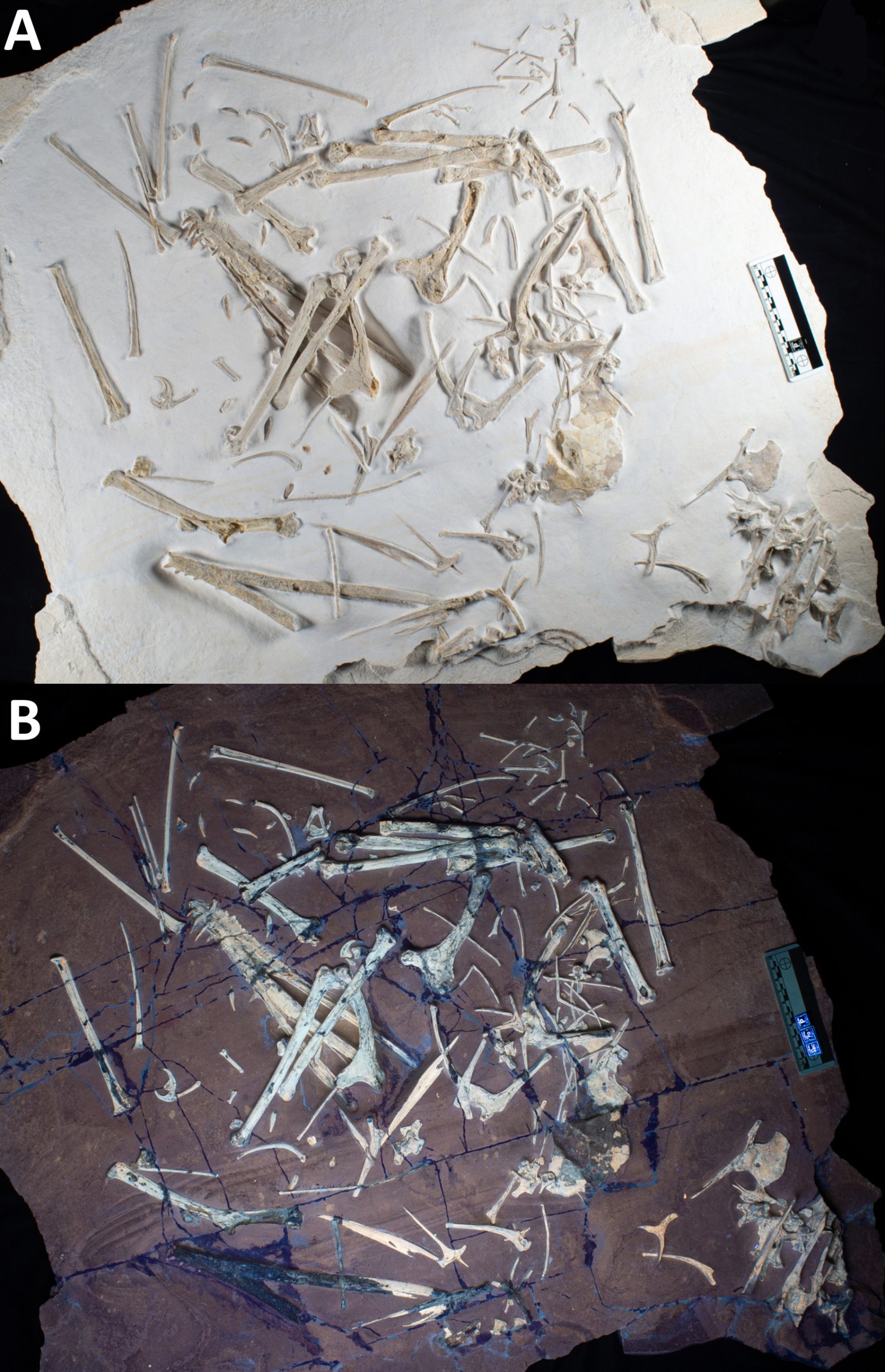 Skiphosoura-bavarica-Fossil-scaled.jpg