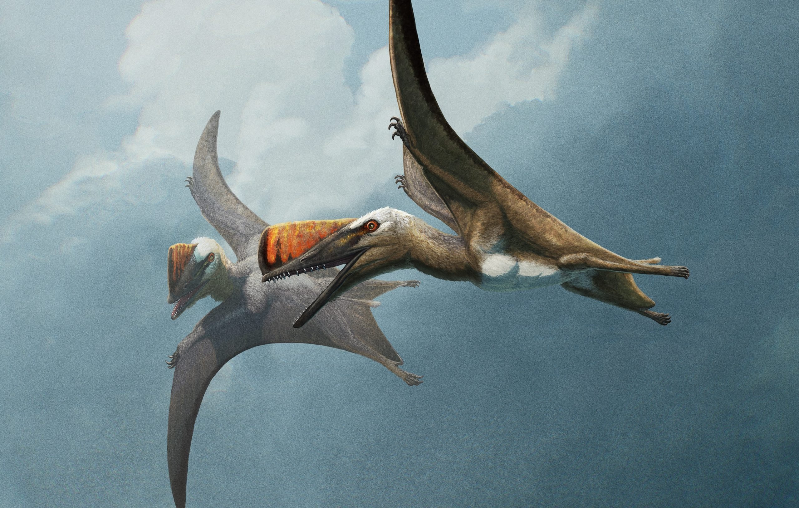 Skiphosoura-bavaricas-Flight-scaled.jpg