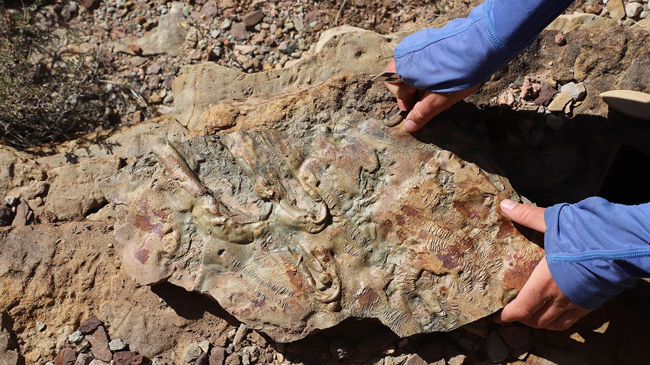 500-Million-Year-Old-Trilobites-Fossil.jpg