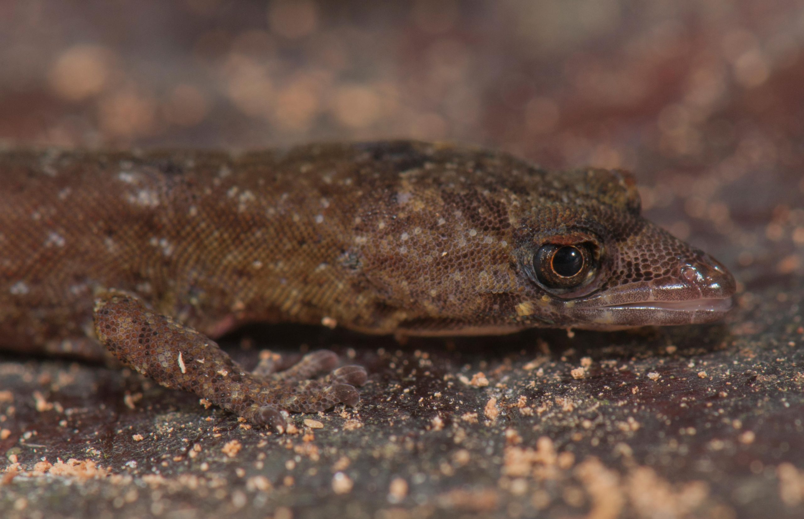 Pseudogonatodes-fuscofortunatus-Close-Up-scaled.jpg